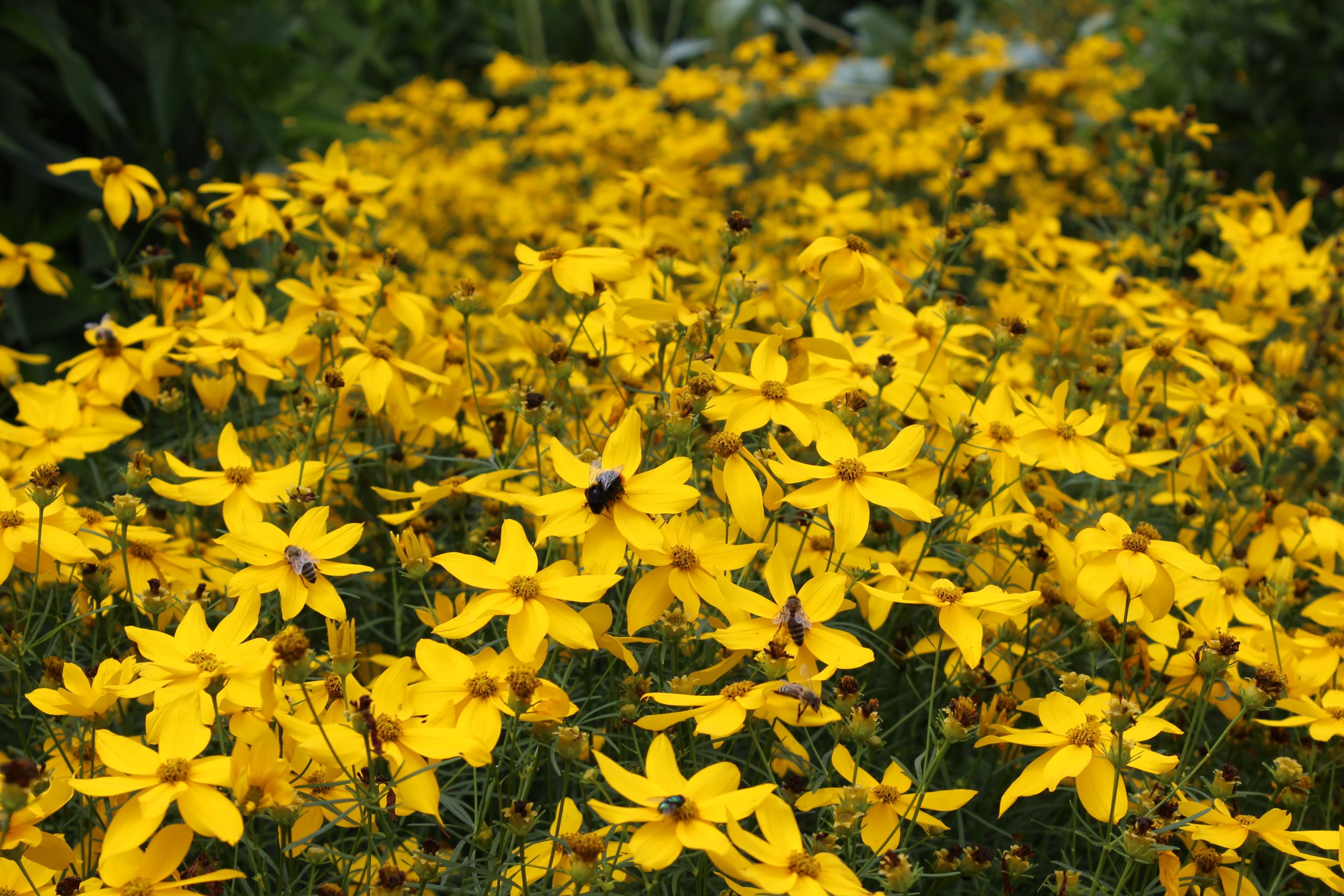 1322_coreopsis_verticillata_grandiflora_SS_002.jpeg