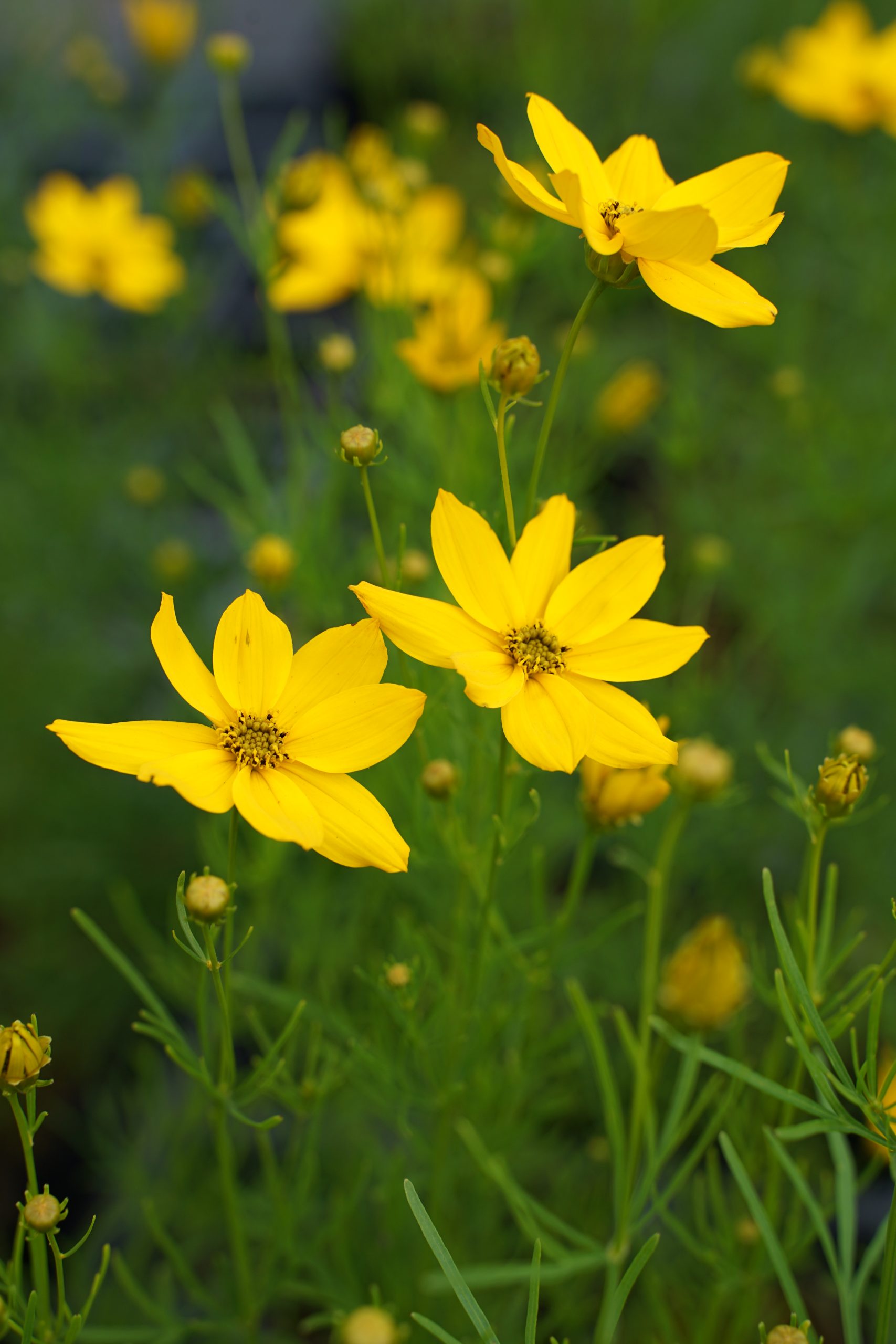 1323_coreopsis_verticillata_grandiflora_SS_003.jpeg