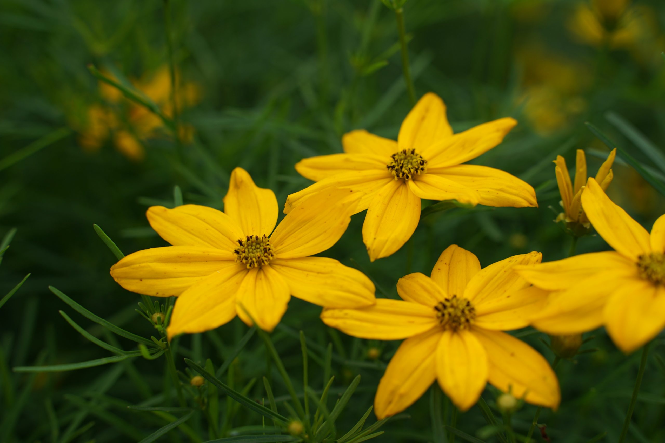 1325_coreopsis_verticillata_grandiflora_SS_006.jpeg