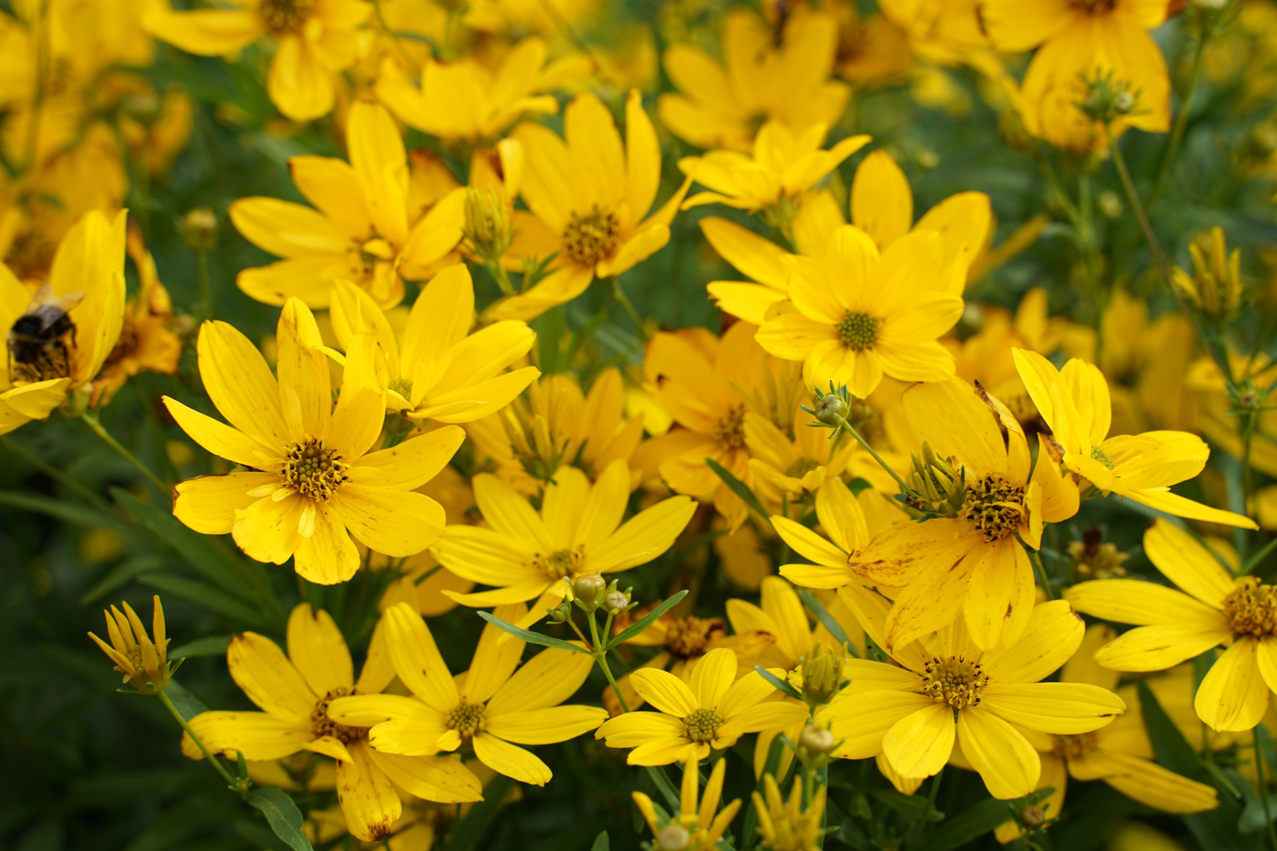 1329_coreopsis_cultorum_johannes_SS_002.jpeg