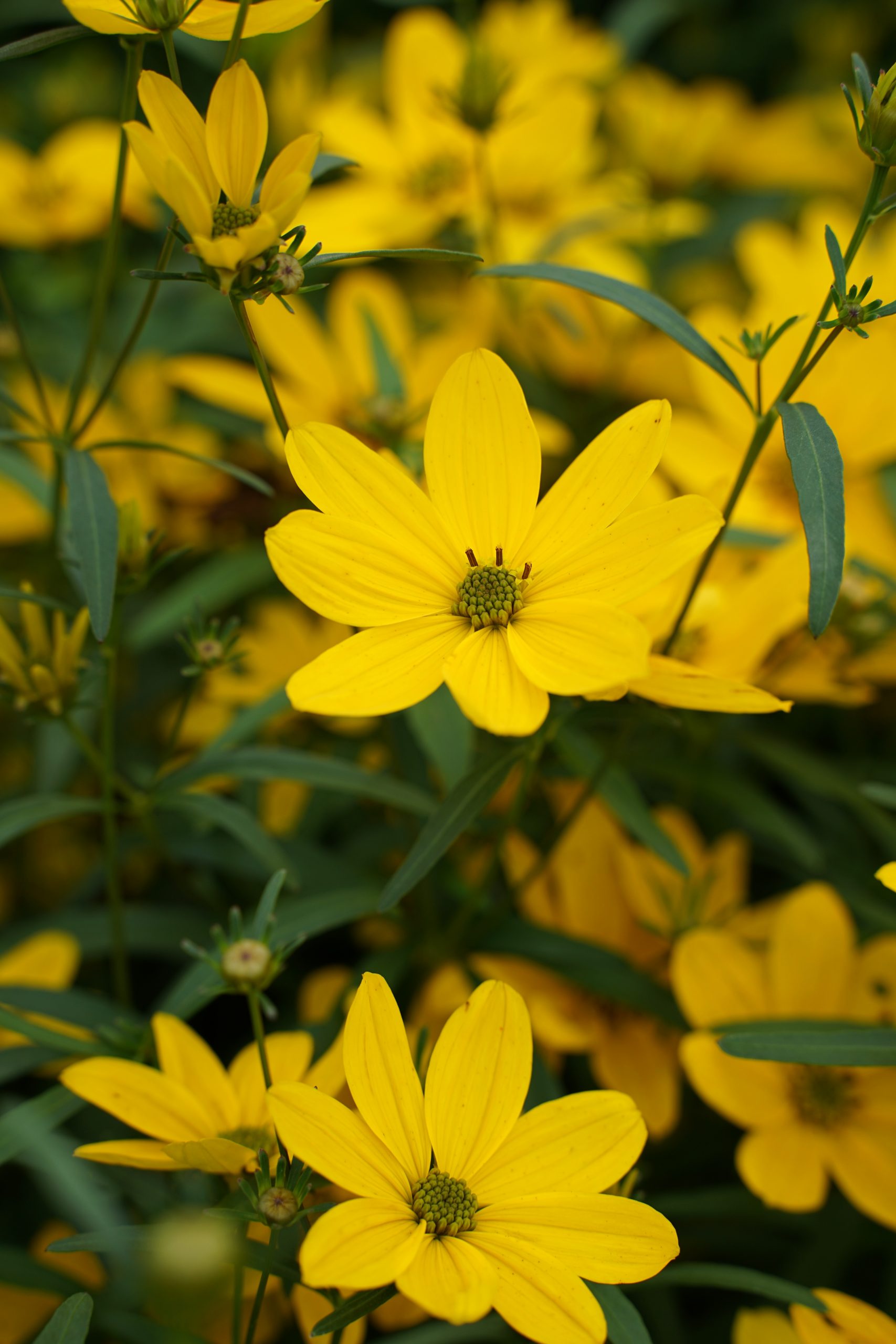 1332_coreopsis_cultorum_johannes_SS_005.jpeg