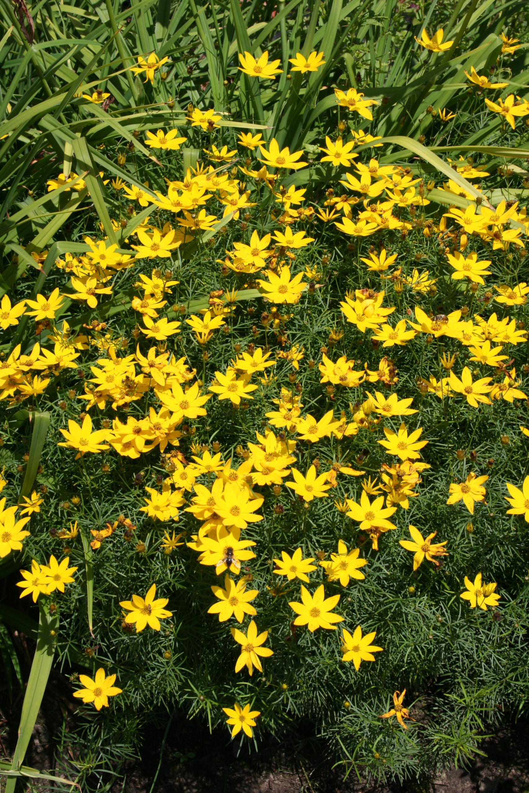 1333_coreopsis_verticillata_zagreb_SS_001.jpeg