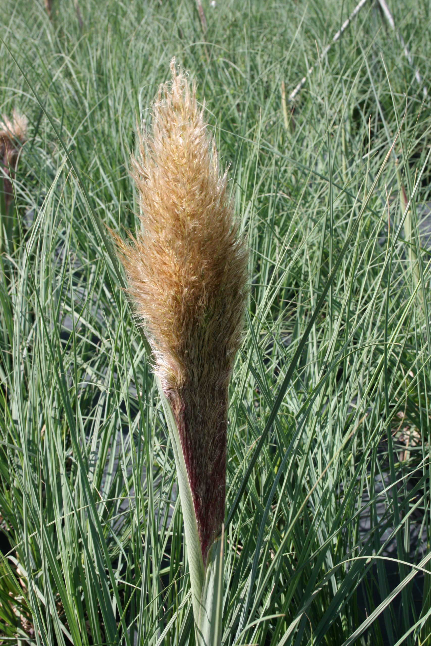 1341_cortaderia_selloana_pumila_SS_001.jpeg
