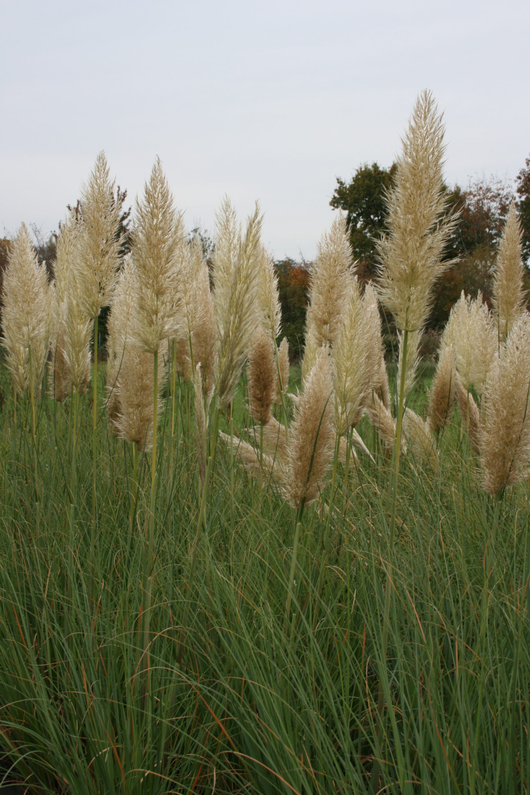 1342_cortaderia_selloana_pumila_SS_002.jpeg
