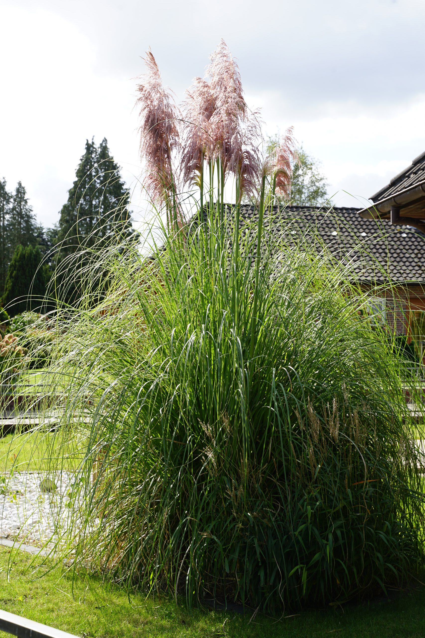 1343_cortaderia_selloana_rosea_SS_001.jpeg
