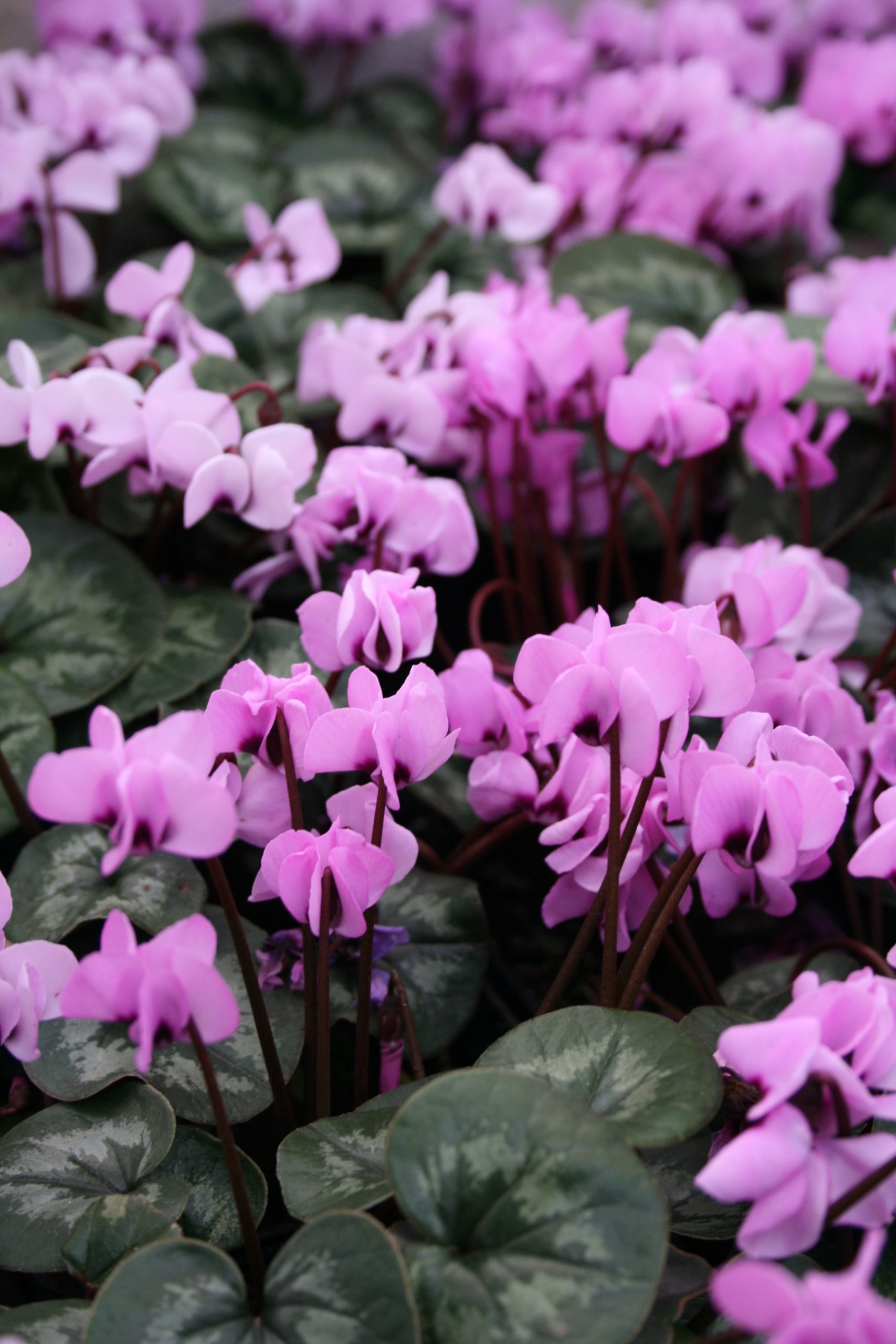 1379_cyclamen_coum_SS_001.jpeg