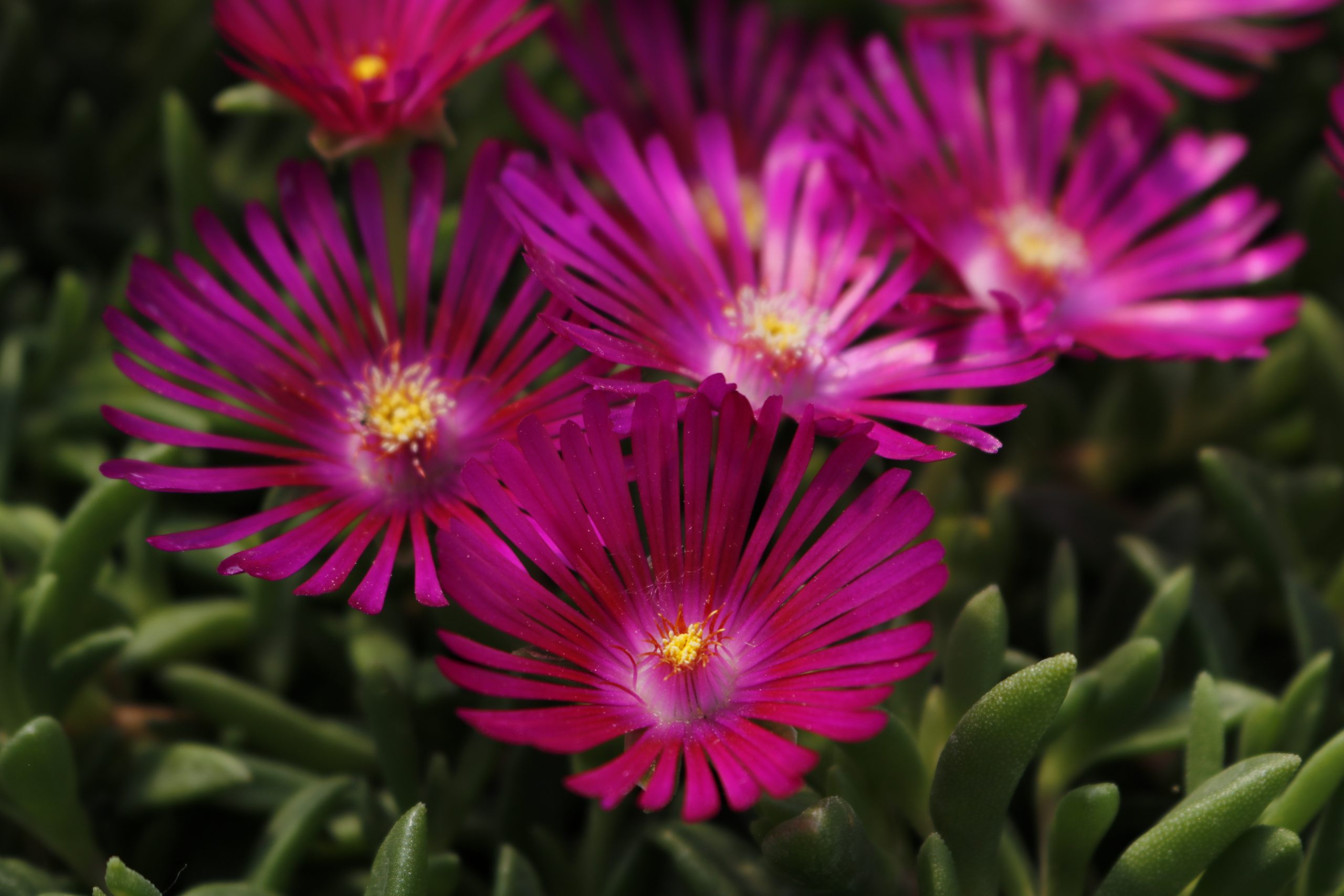 1416_delosperma_cooperi_XS_002.jpeg