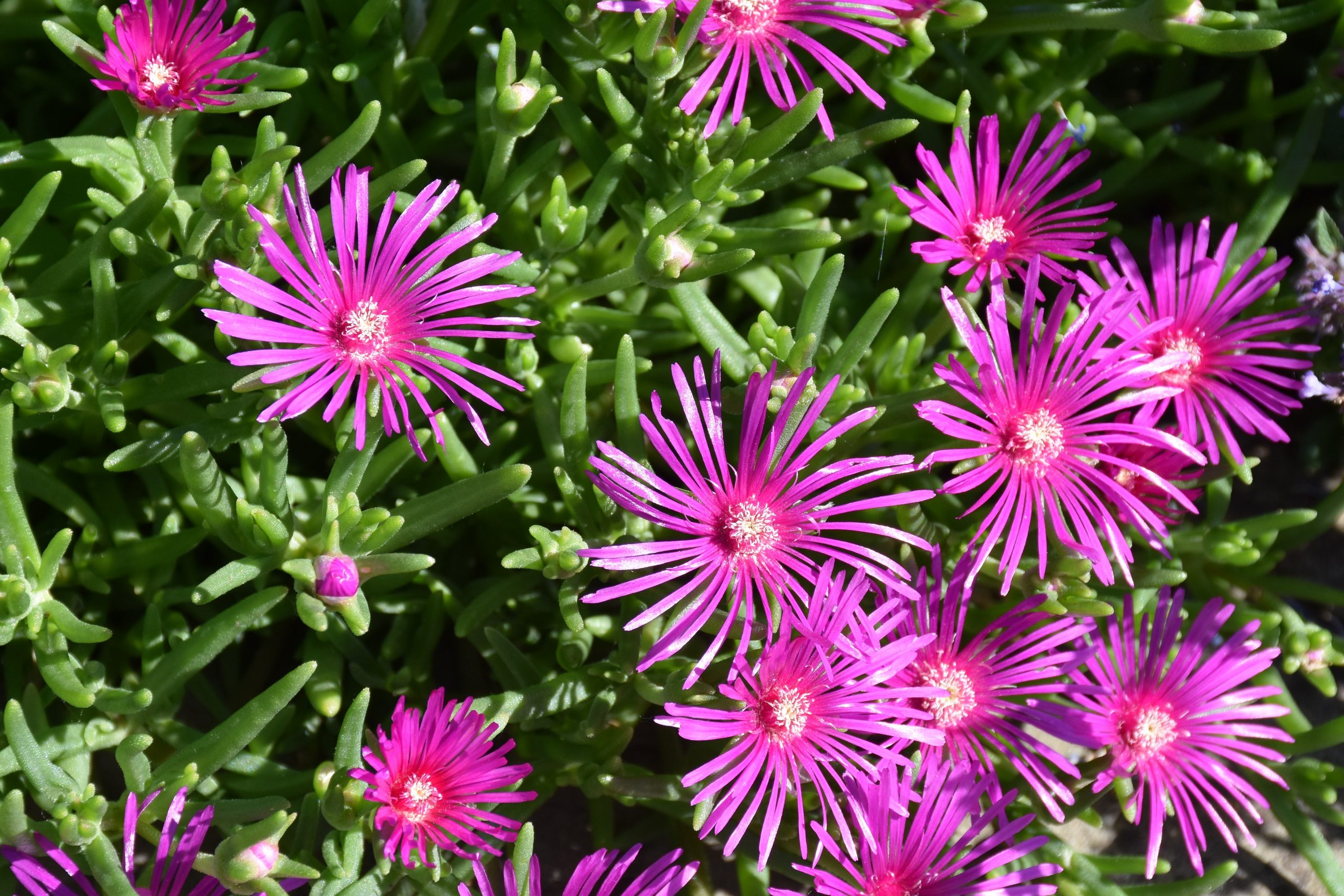 1417_delosperma_cooperi_XS_003.jpeg