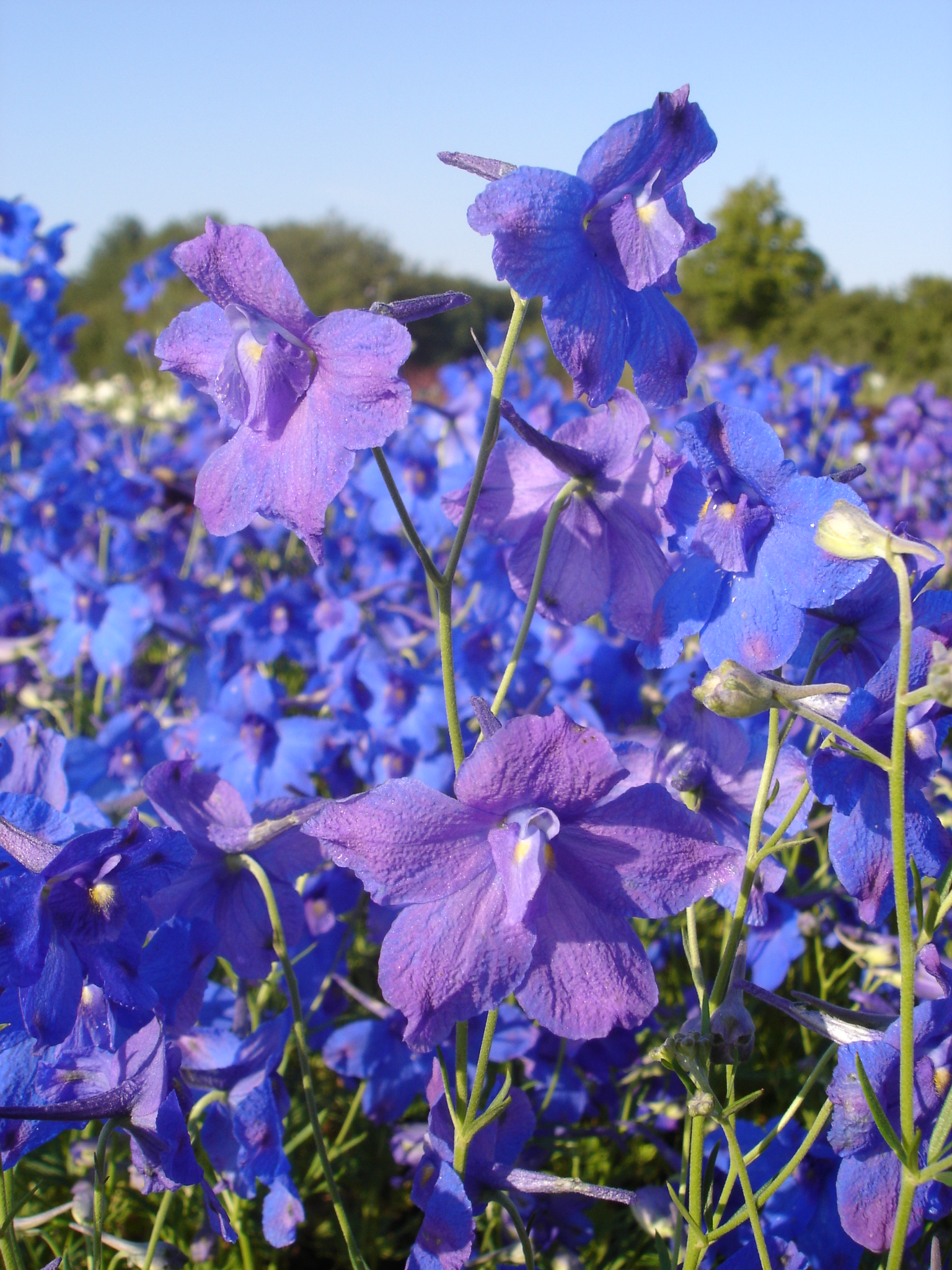 1439_delphinium_grandiflorum_blauer_zwerg_SS_001.jpeg
