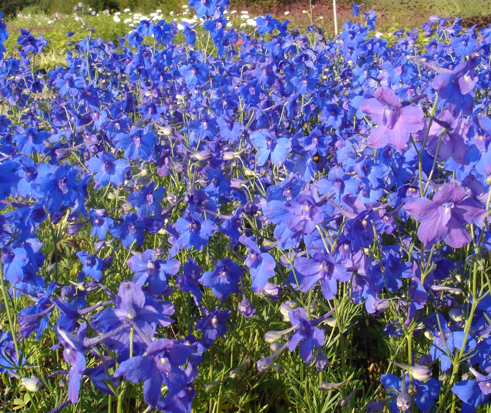 1440_delphinium_grandiflorum_blauer_zwerg_SS_002.jpeg