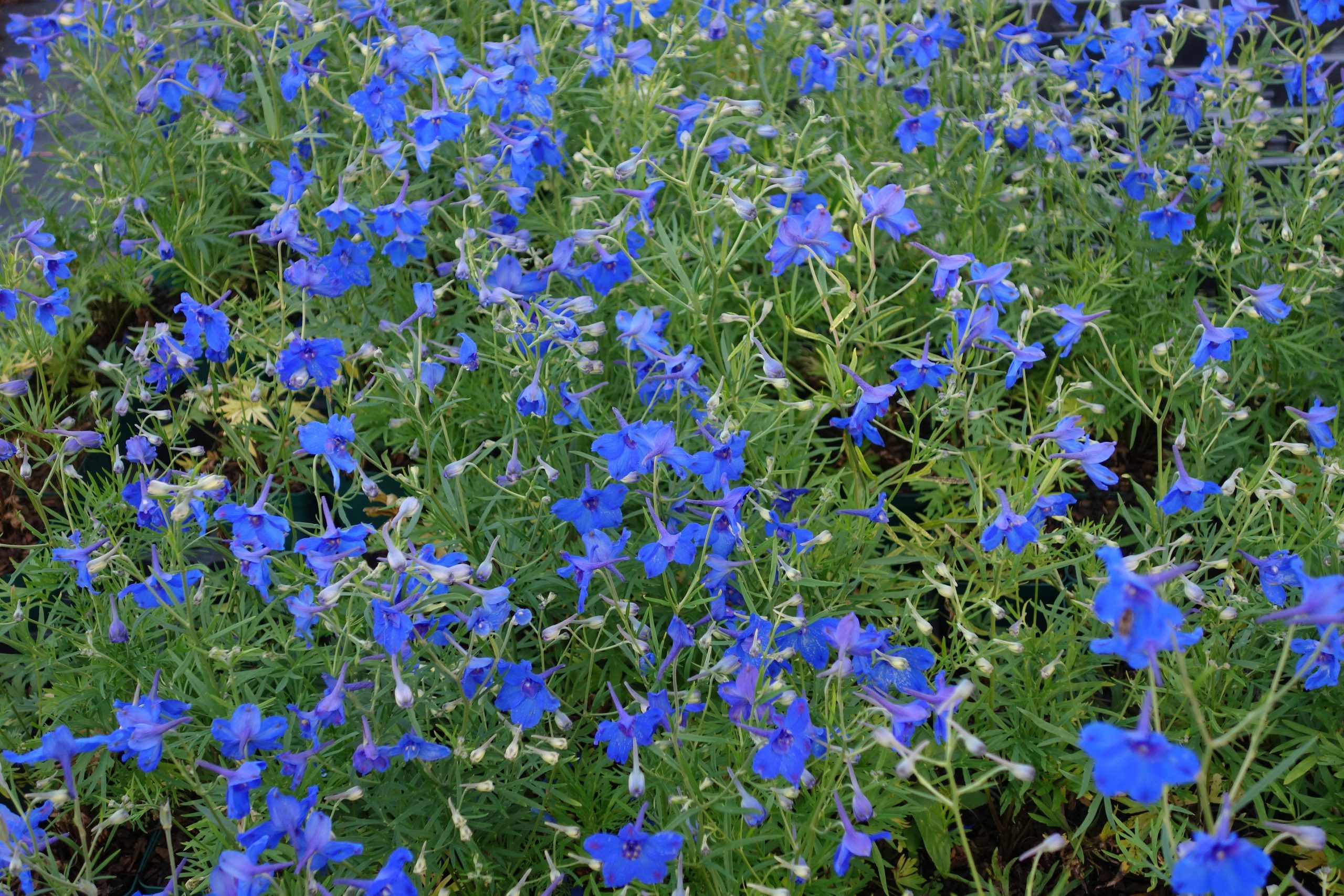 1441_delphinium_grandiflorum_blauer_zwerg_SS_003.jpeg