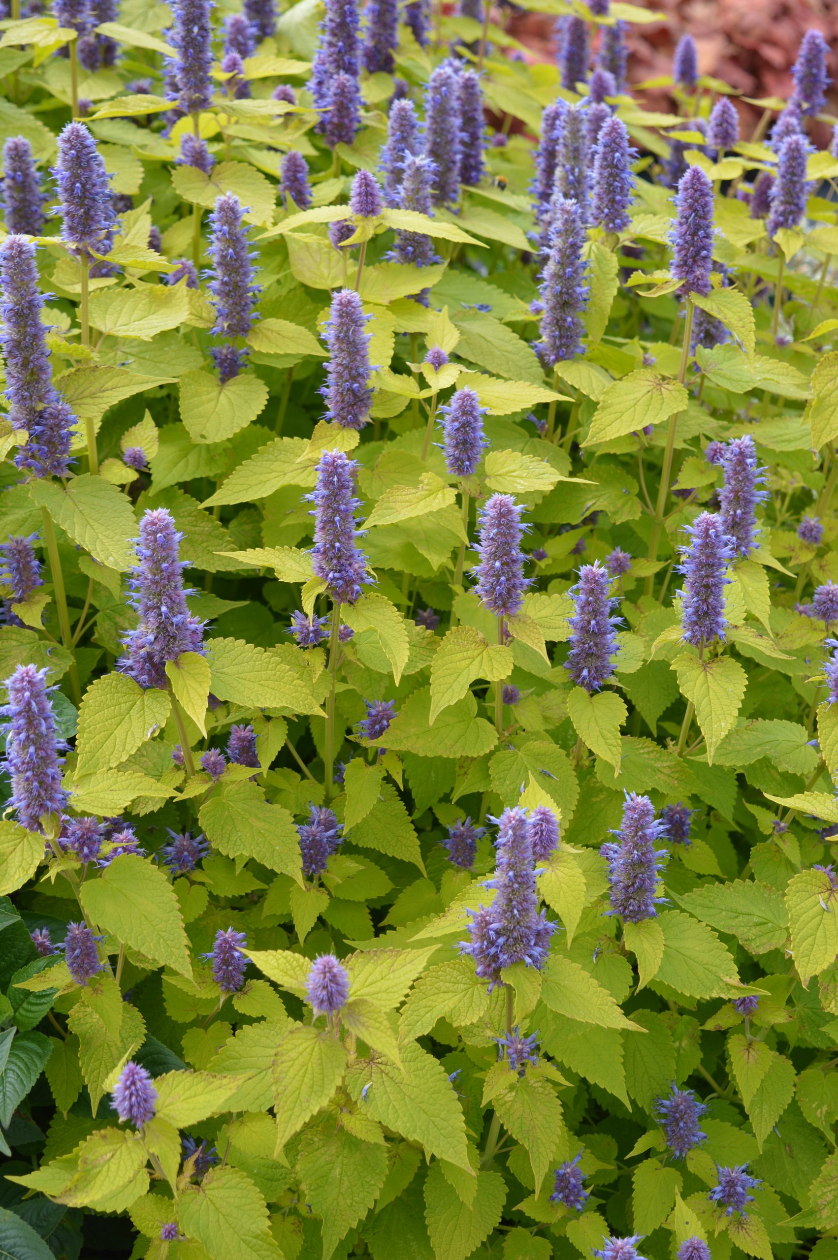 144_agastache_rugosa_golden_jubilee_SS_001.jpeg