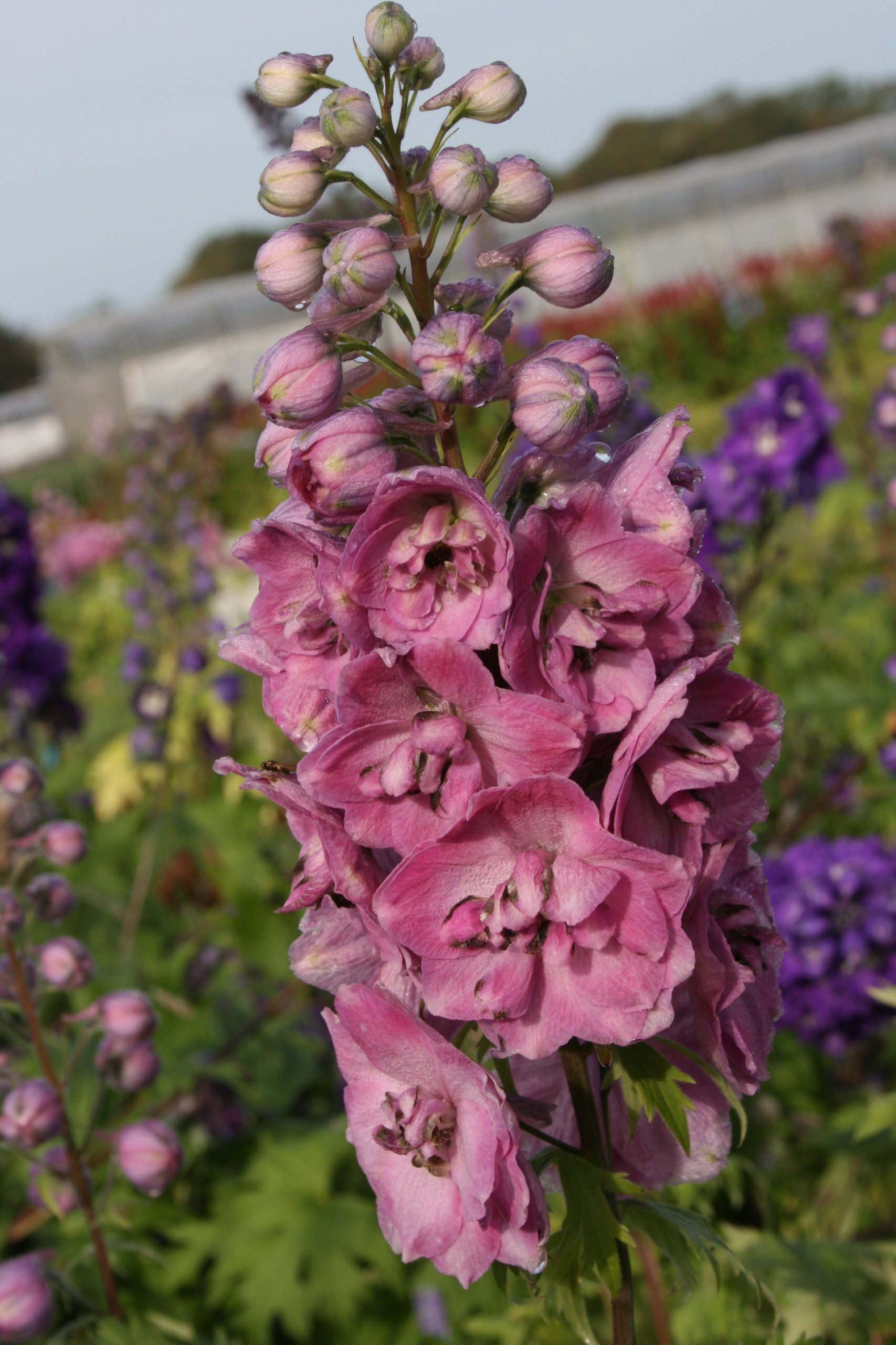 1450_delphinium_cultorum_dusky_maidens_SS_001.jpeg