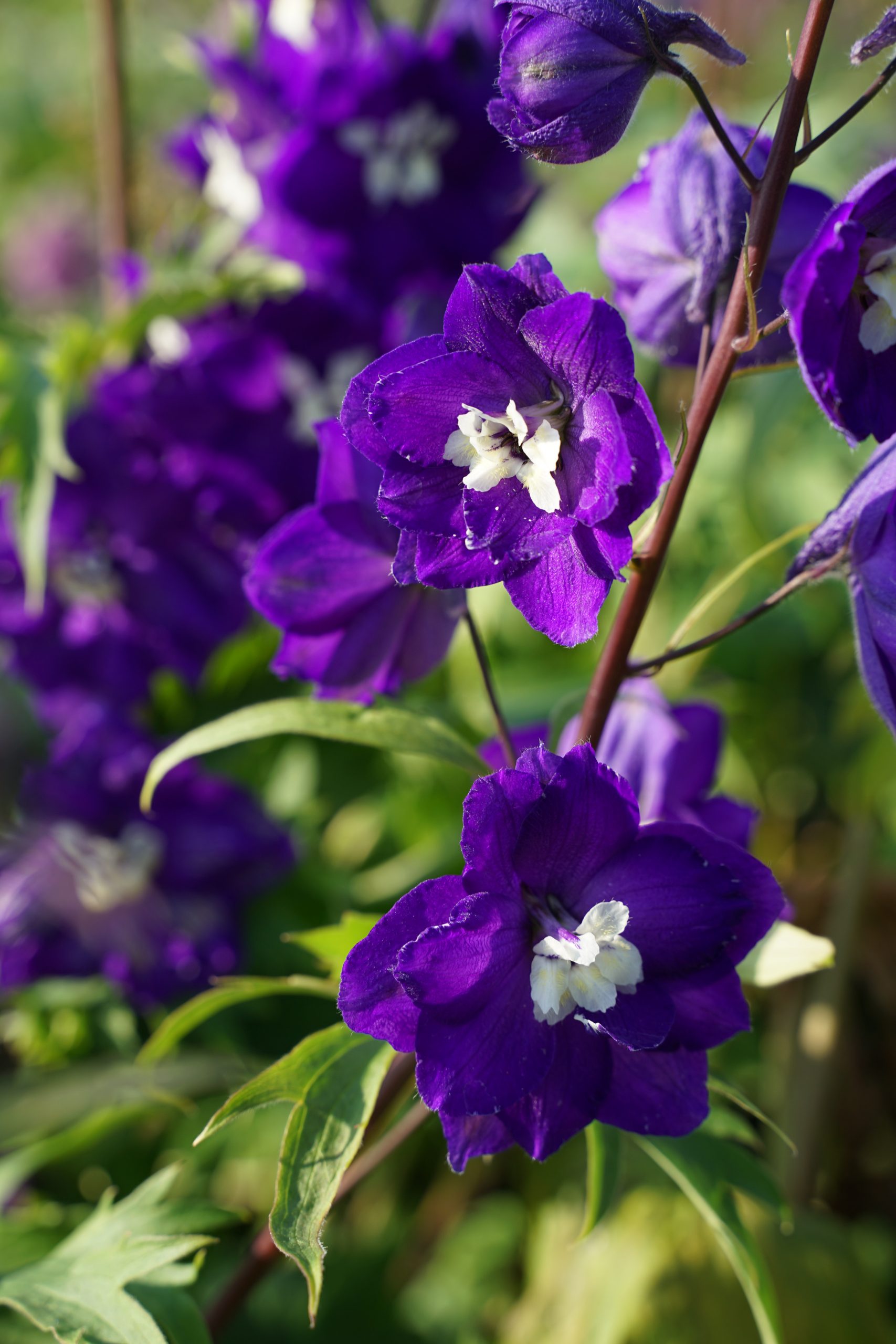 1453_delphinium_cultorum_purple_passion_SS_001.jpeg