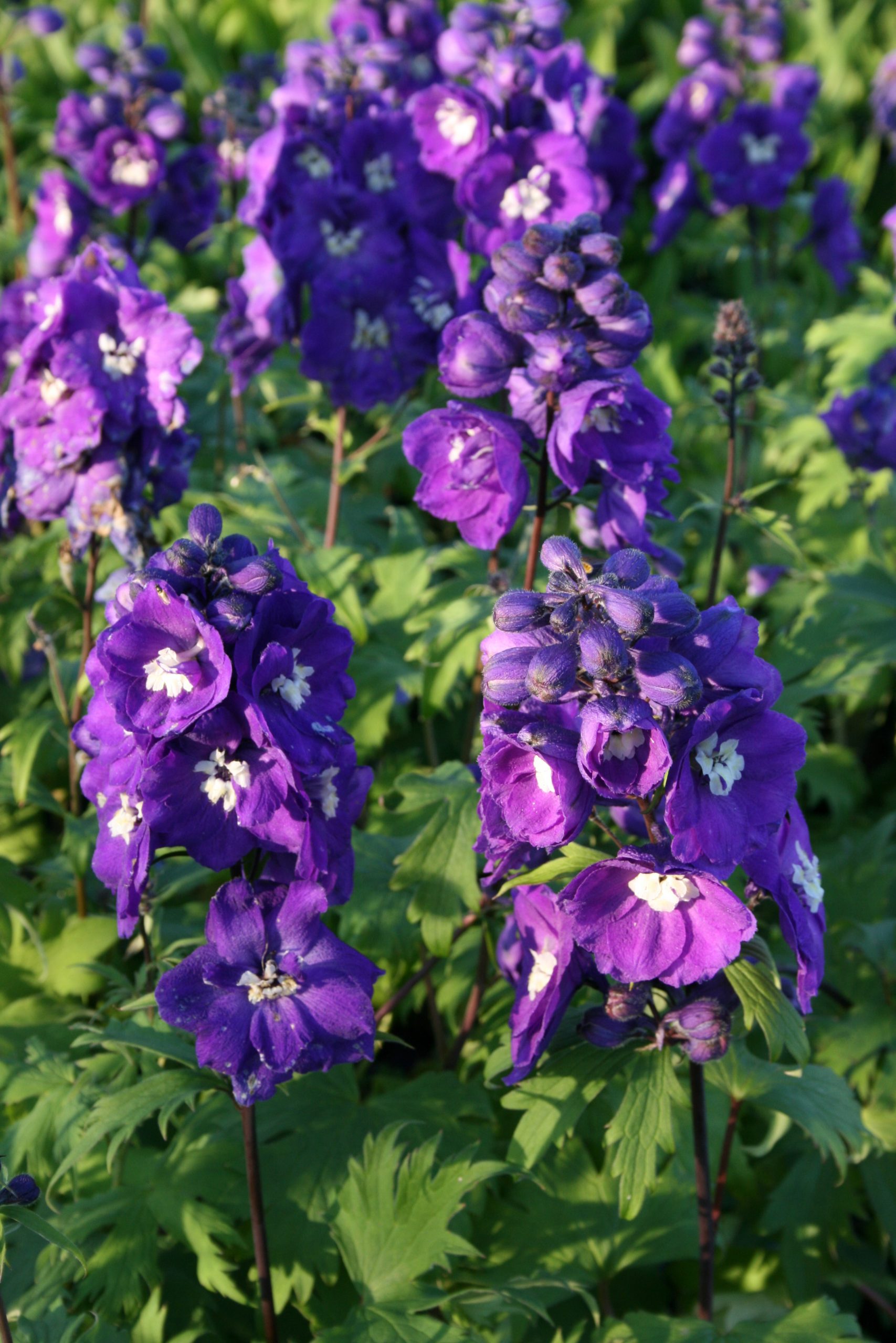 1454_delphinium_cultorum_purple_passion_SS_002.jpeg
