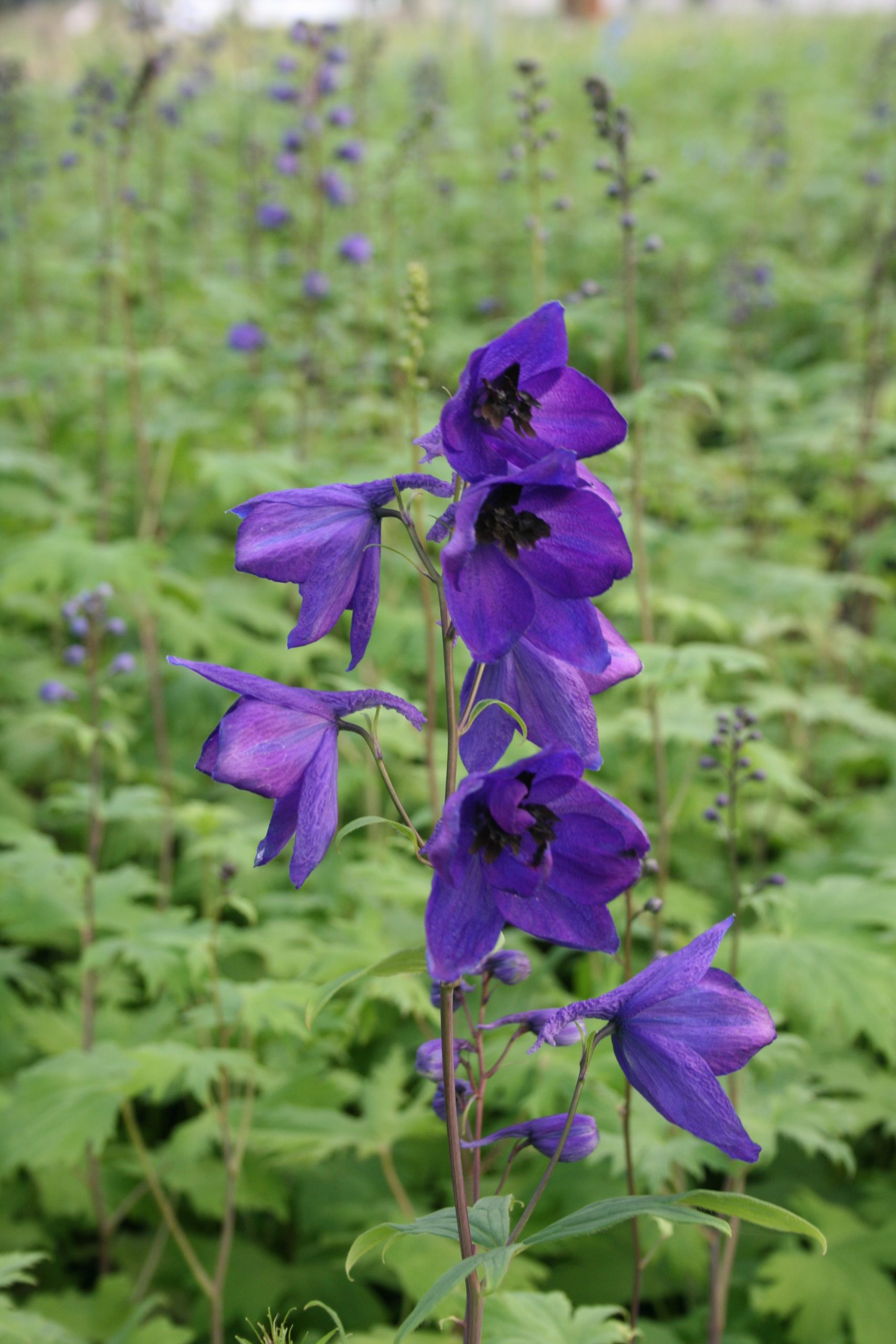 1462_delphinium_cultorum_black_knight_SS_001.jpeg