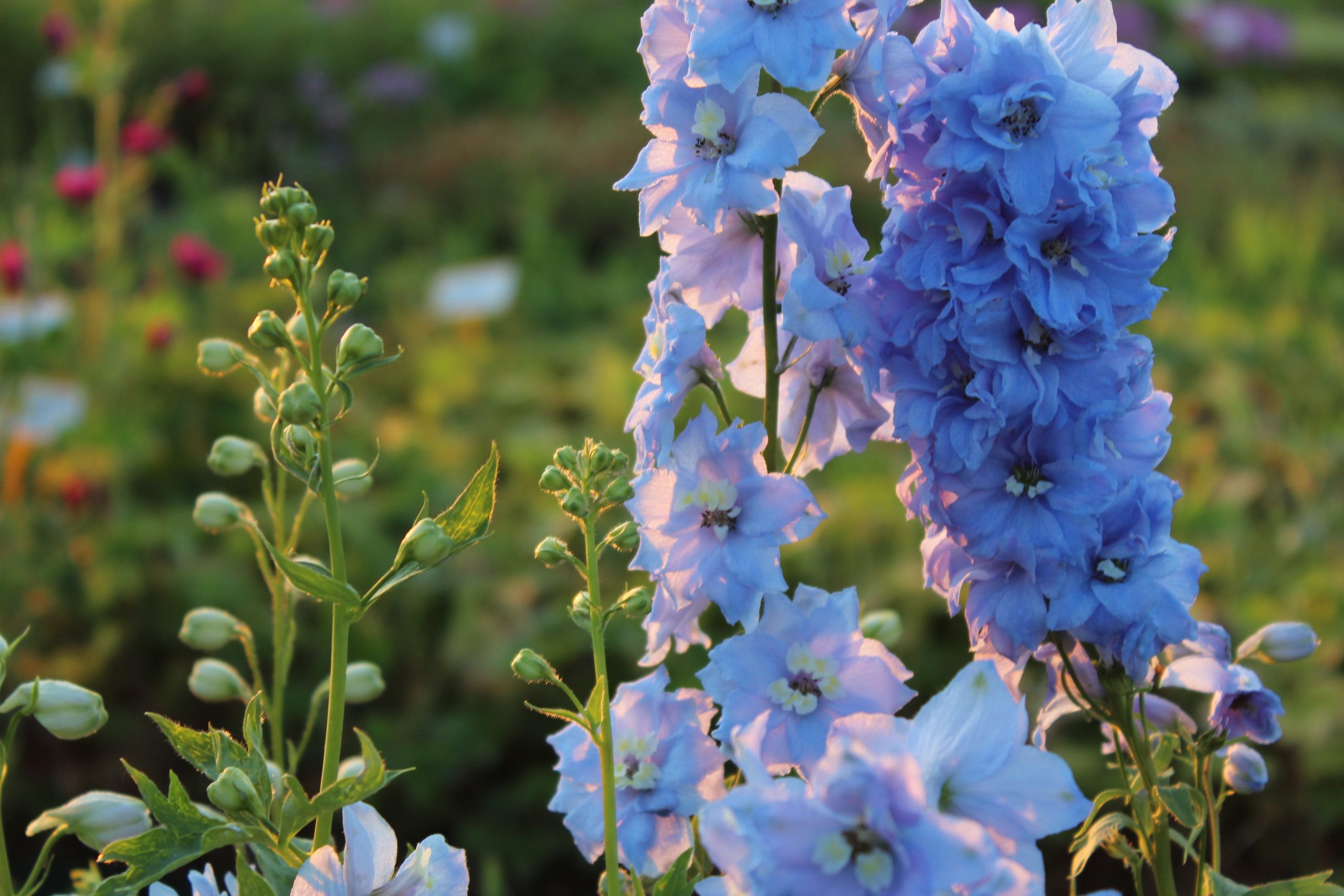 1465_delphinium_cultorum_summer_skies_SS_001.jpeg