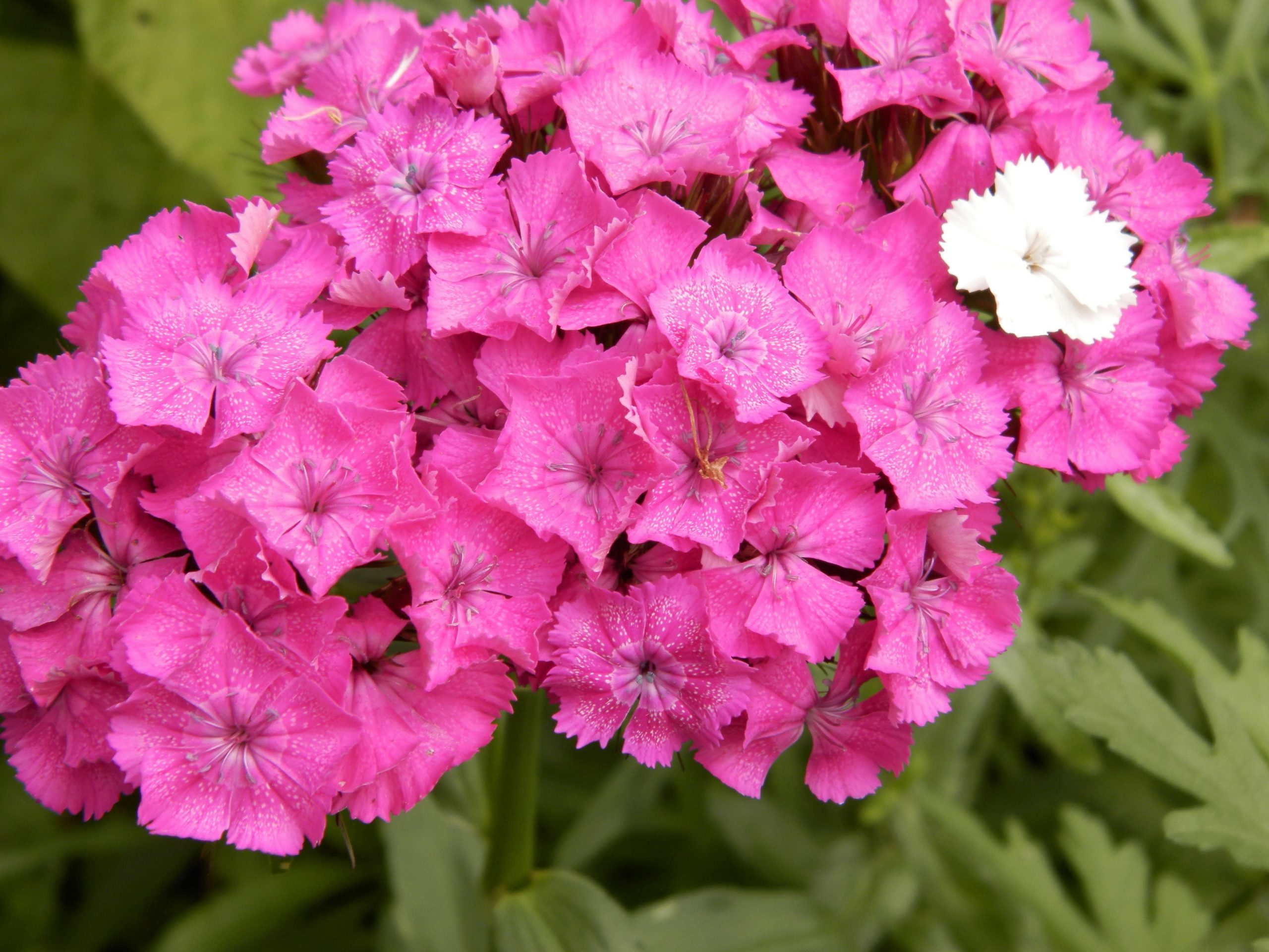 1494_dianthus_barbatus_XS_001.jpeg