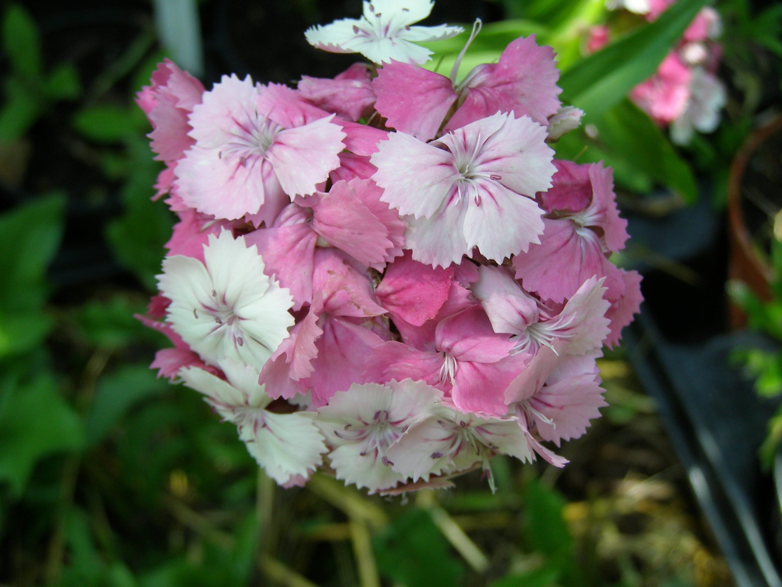 1496_dianthus_barbatus_XS_003.jpeg