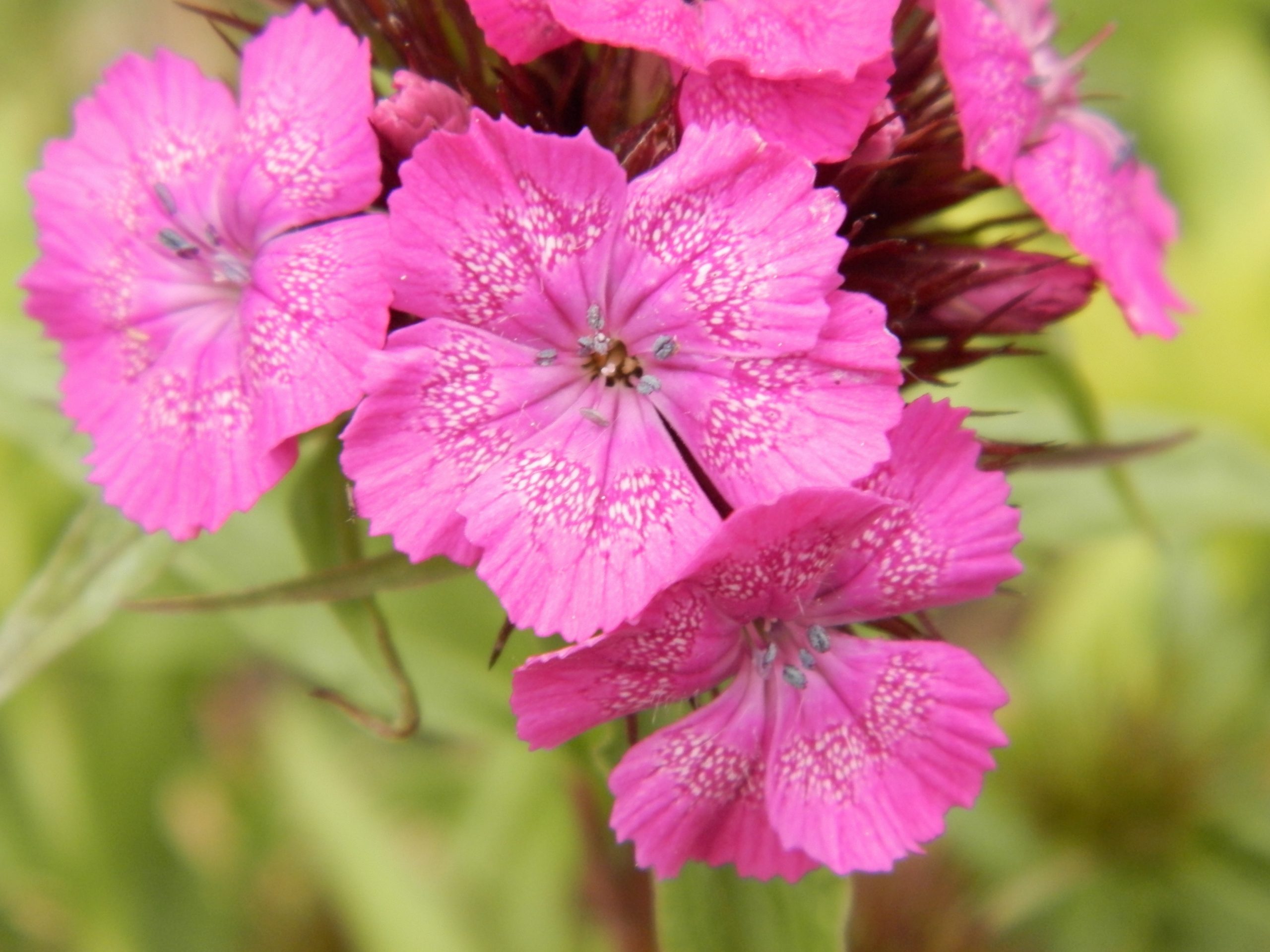 1497_dianthus_barbatus_XS_004.jpeg
