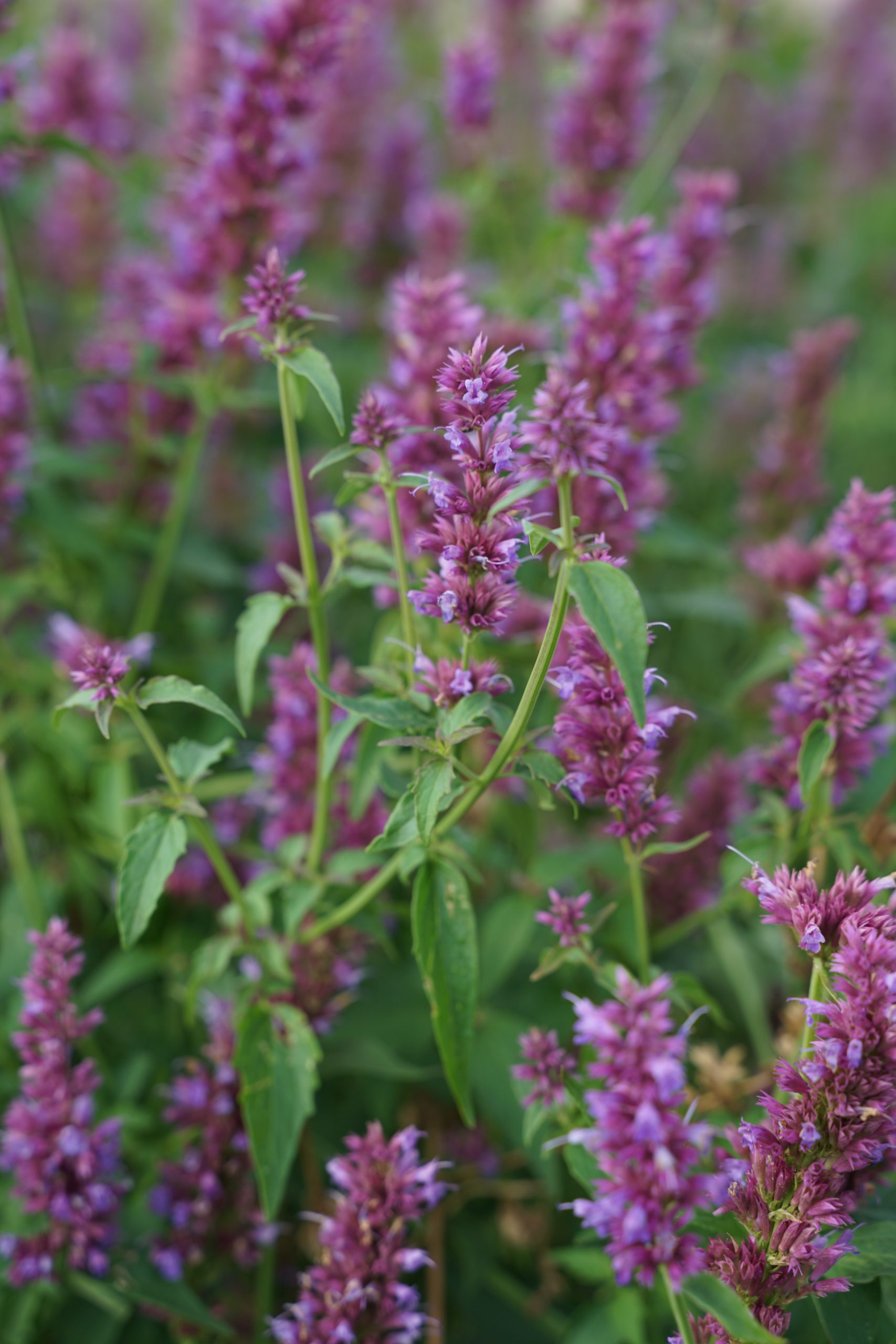 149_agastache_cultorum_ayala_SS_002.jpeg