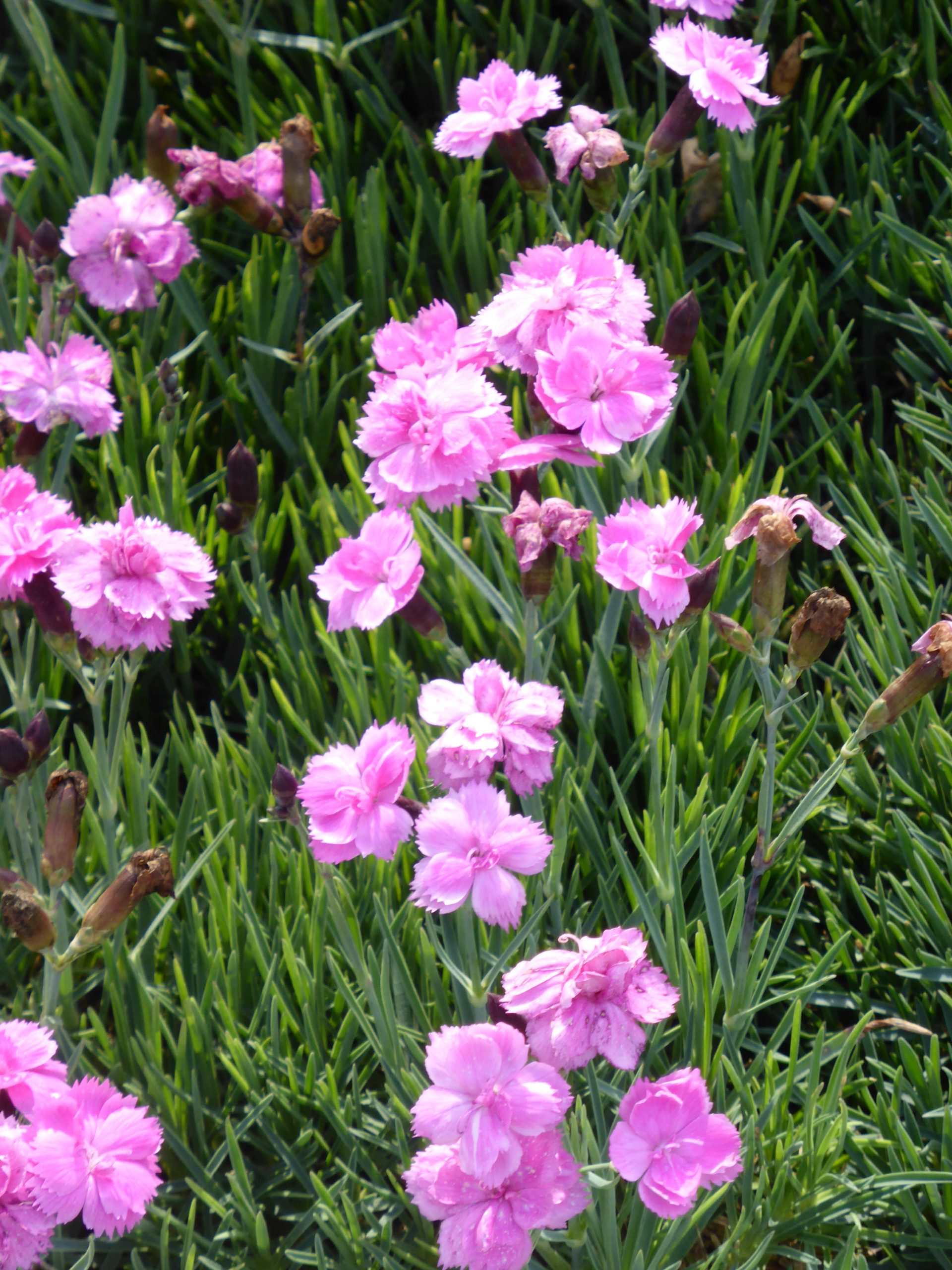 1509_dianthus_gratianopolitanus_dinetta_pink_SS_001.jpeg