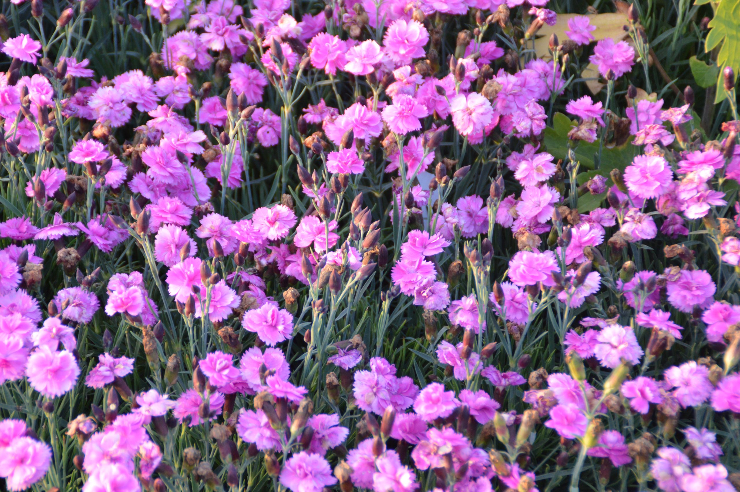 1510_dianthus_gratianopolitanus_dinetta_pink_SS_002.jpeg