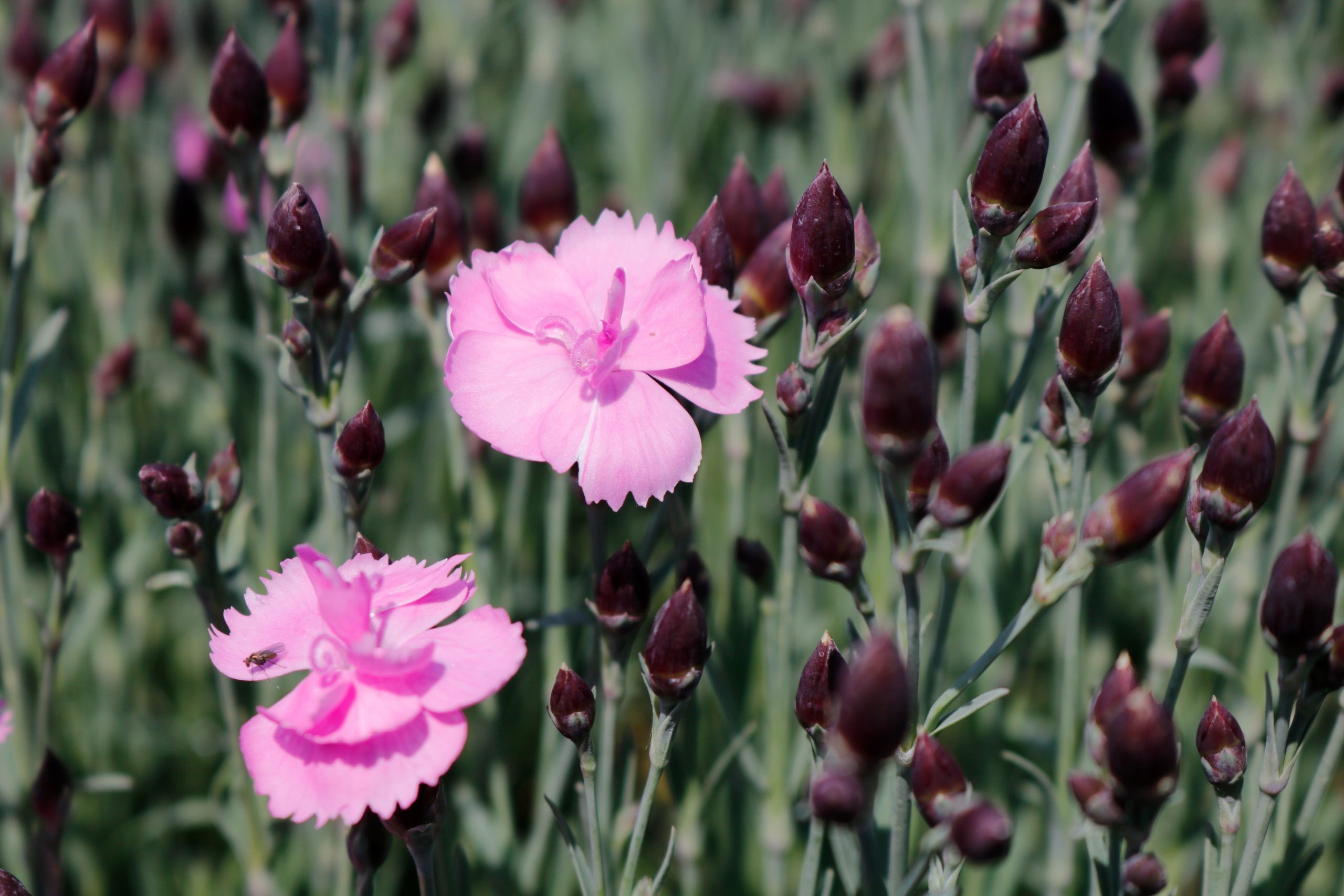 1512_dianthus_gratianopolitanus_dinetta_pink_XS_004.jpeg
