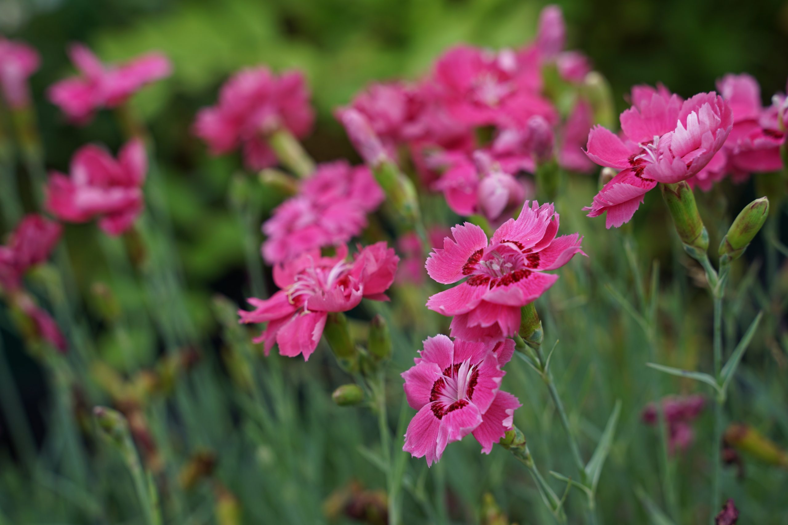 1519_dianthus_gratianopolitanus_rotkappchen_SS_001.jpeg