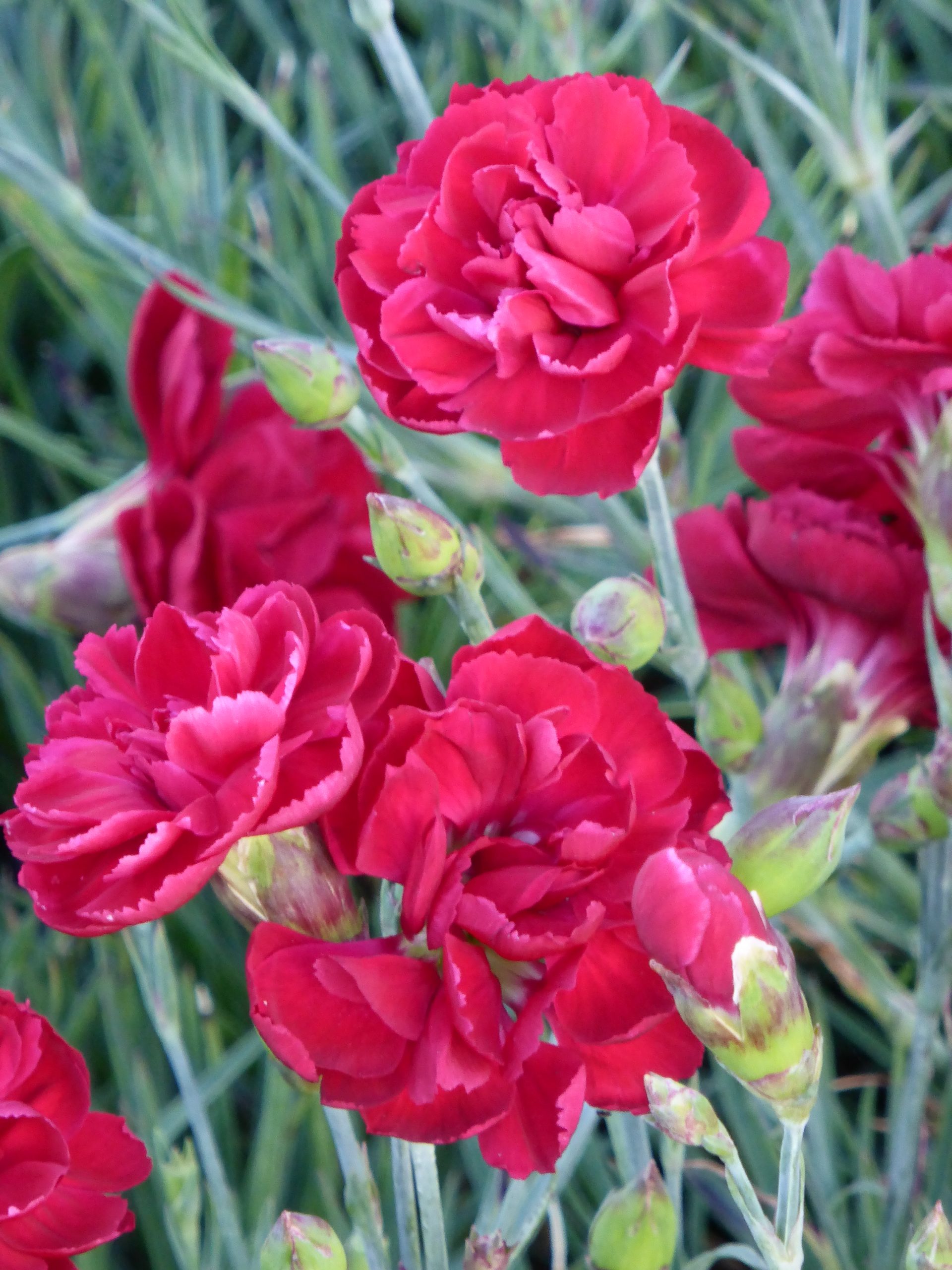 1522_dianthus_plumarius_desmond_SS_001.jpeg