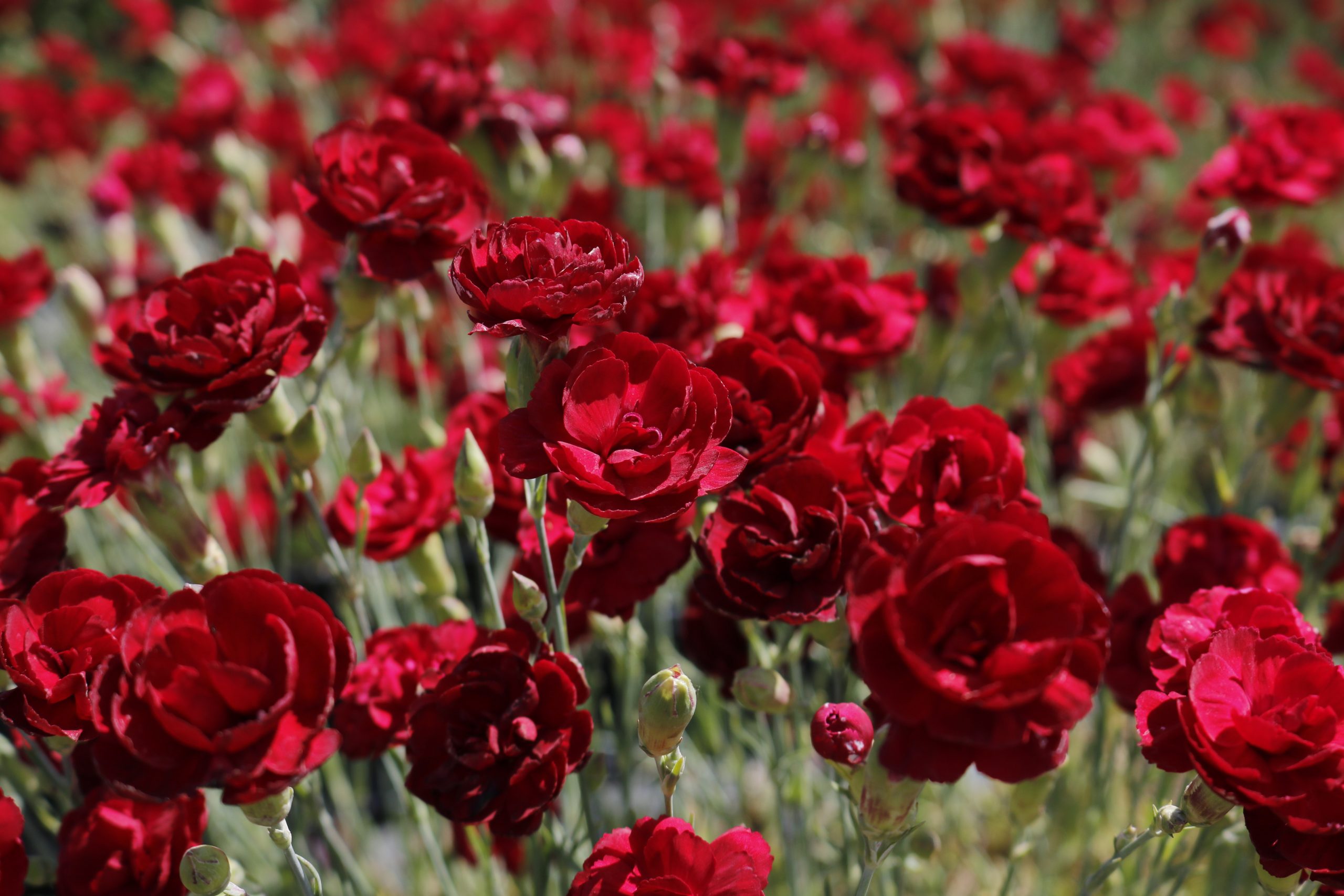 1525_dianthus_plumarius_desmond_XS_004.jpeg