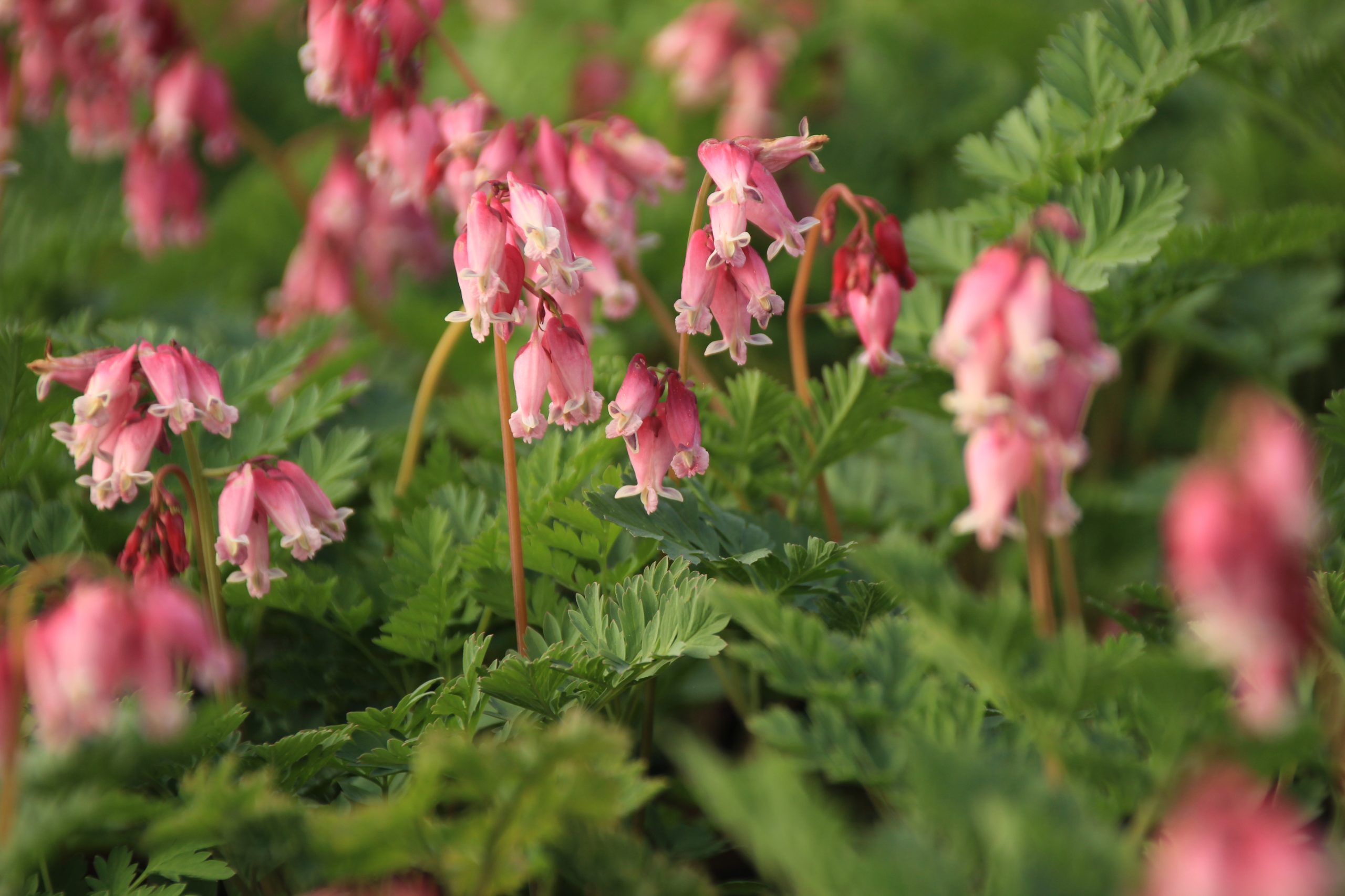 1555_dicentra_formosa_luxuriant_SS_002.jpeg