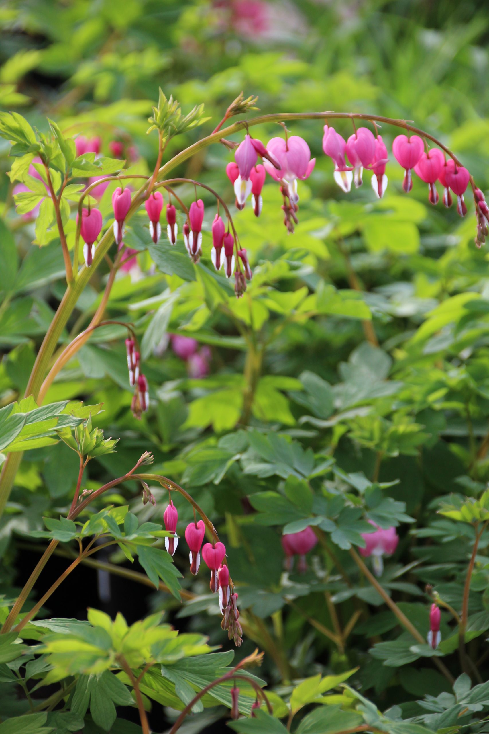 1560_dicentra_spectabilis_SS_002.jpeg