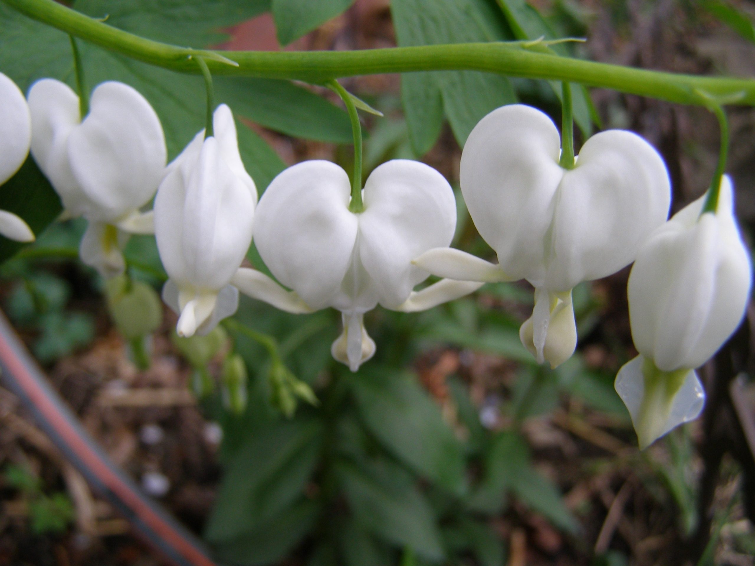 1562_dicentra_spectabilis_alba_XS_001.jpeg