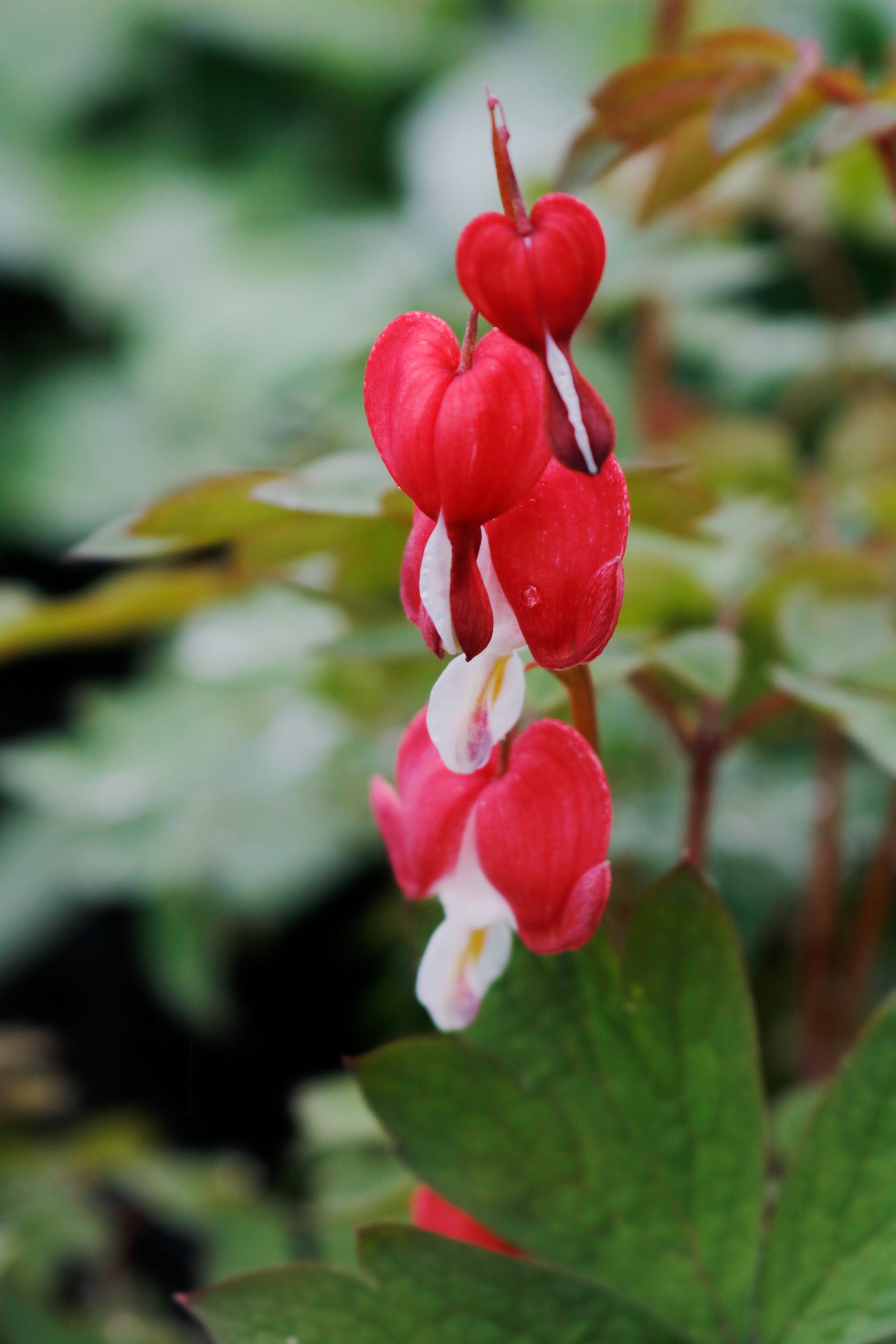 1565_dicentra_spectabilis_valentine_XS_003.jpeg