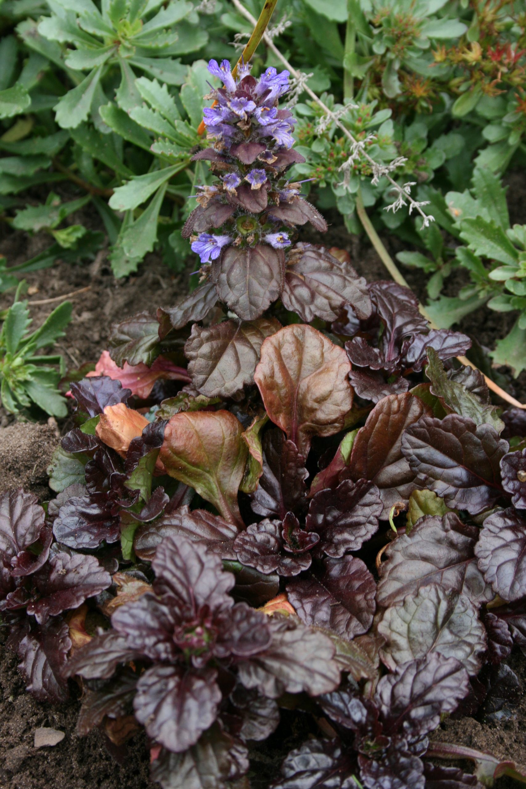 158_ajuga_reptans_black_scallop_SS_002.jpeg