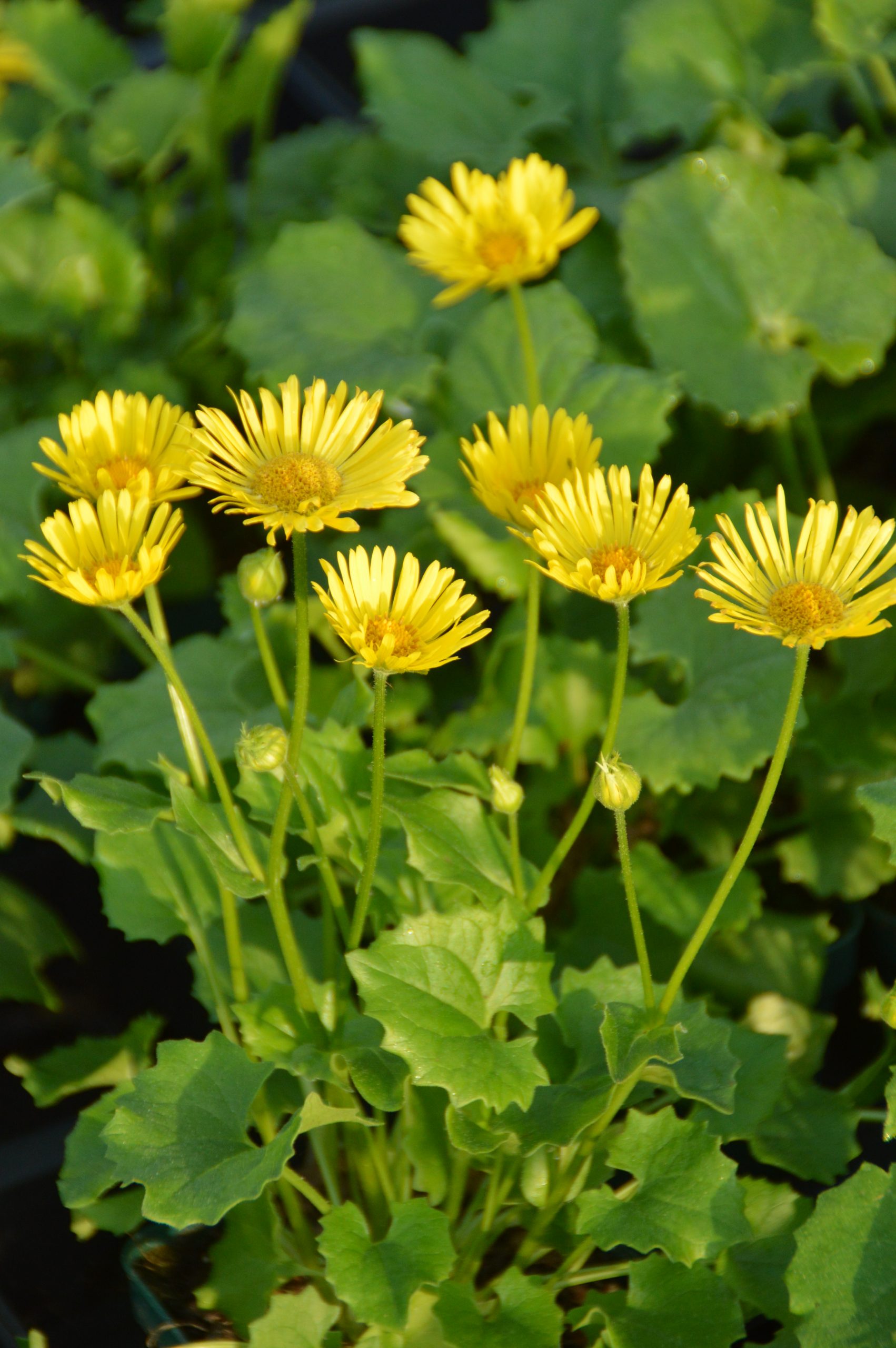 1595_doronicum_orientale_little_leo_SS_001.jpeg
