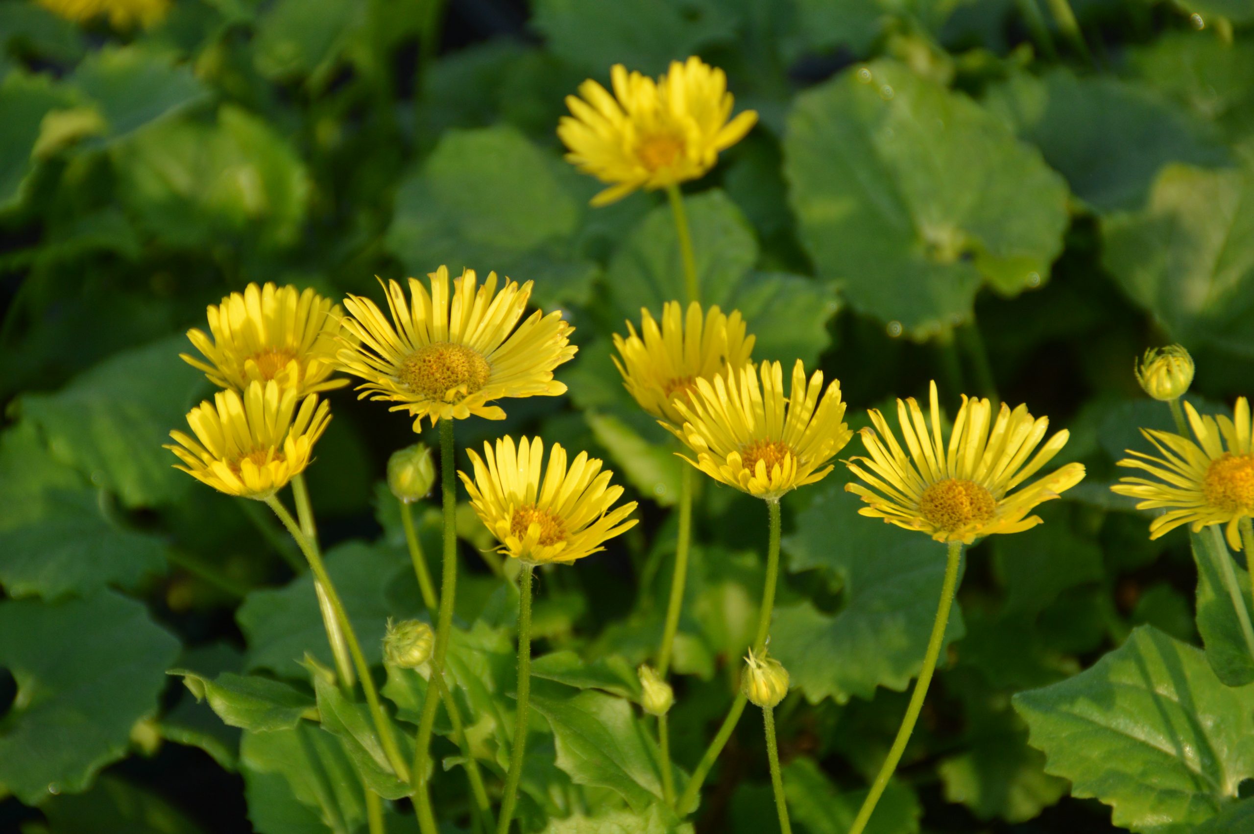 1596_doronicum_orientale_little_leo_SS_002.jpeg