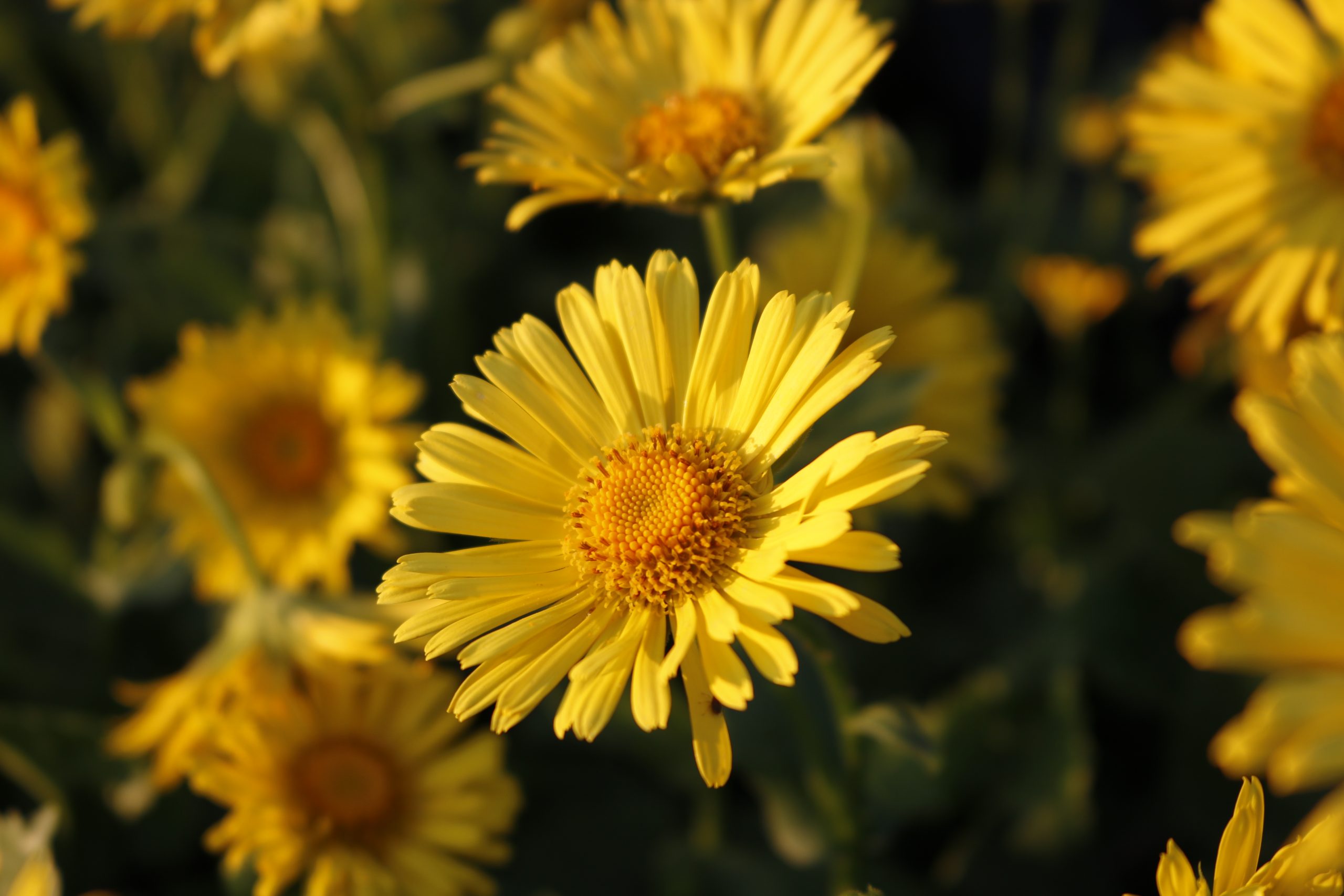 1597_doronicum_orientale_little_leo_XS_003.jpeg
