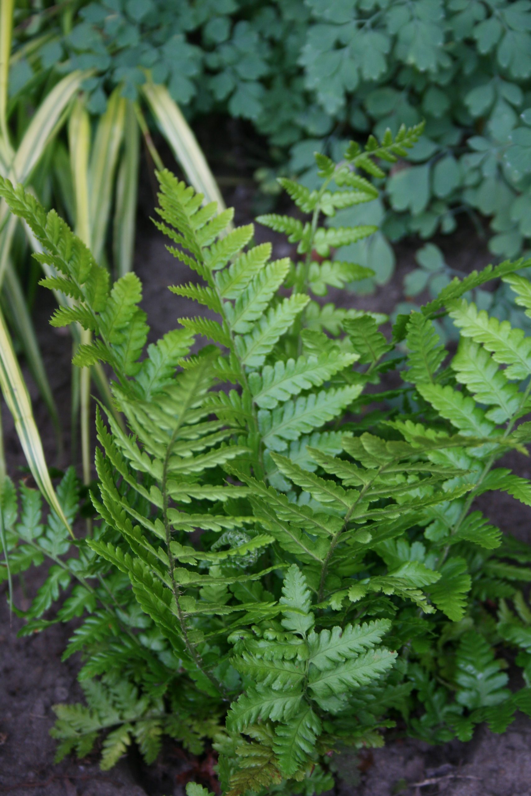 1613_dryopteris_affinis_SS_001.jpeg