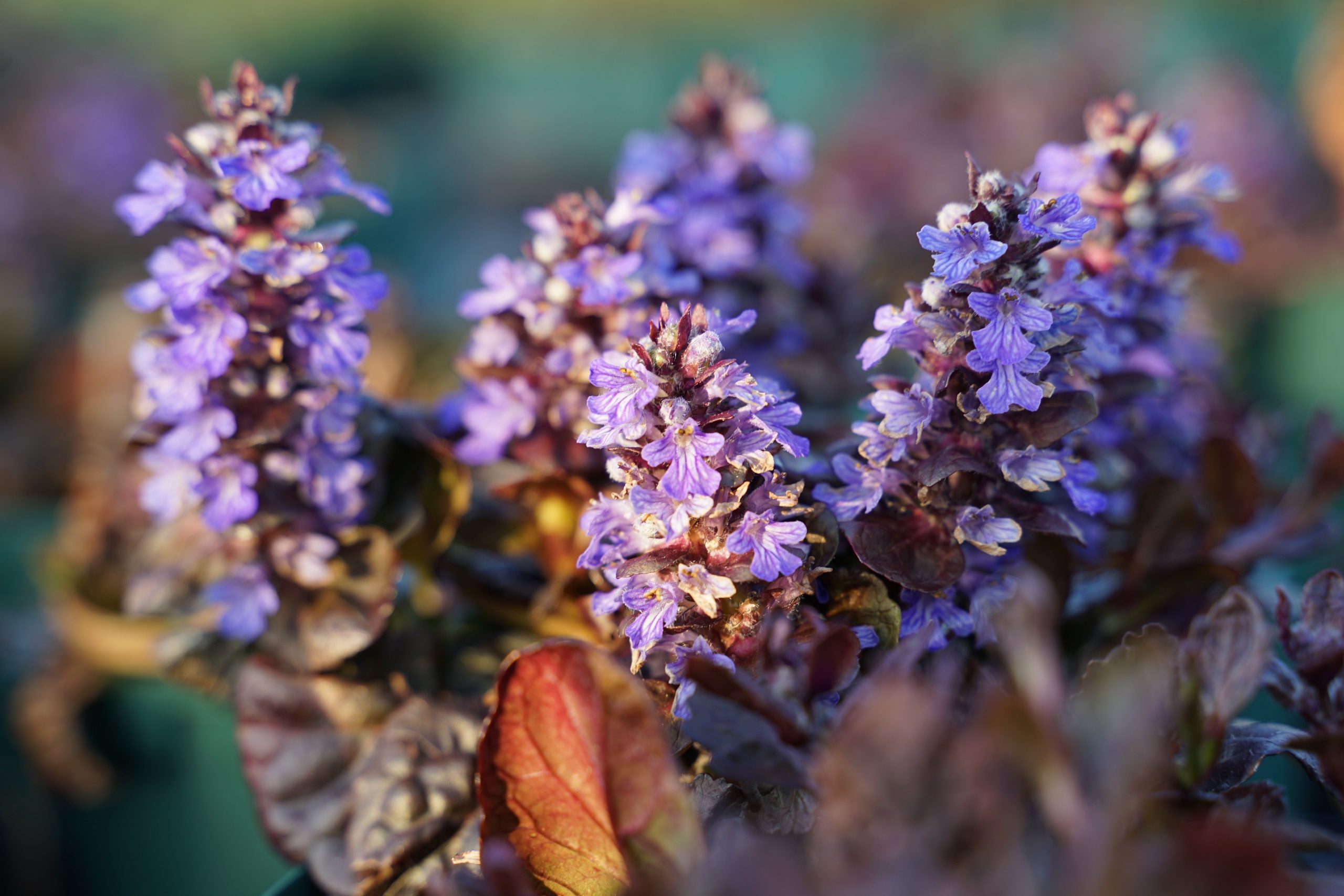 161_ajuga_reptans_black_scallop_SS_005.jpeg