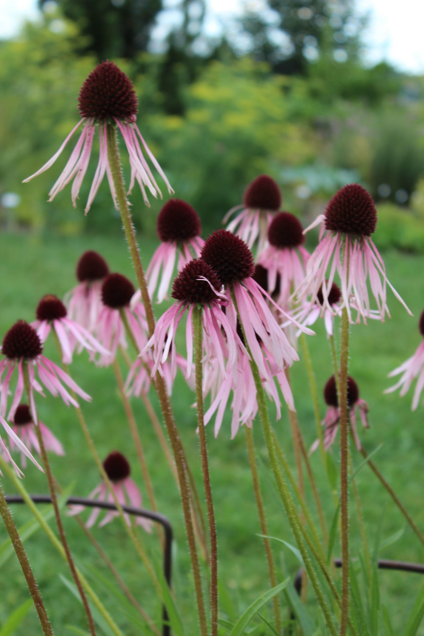1625_echinacea_pallida_SS_001.jpeg