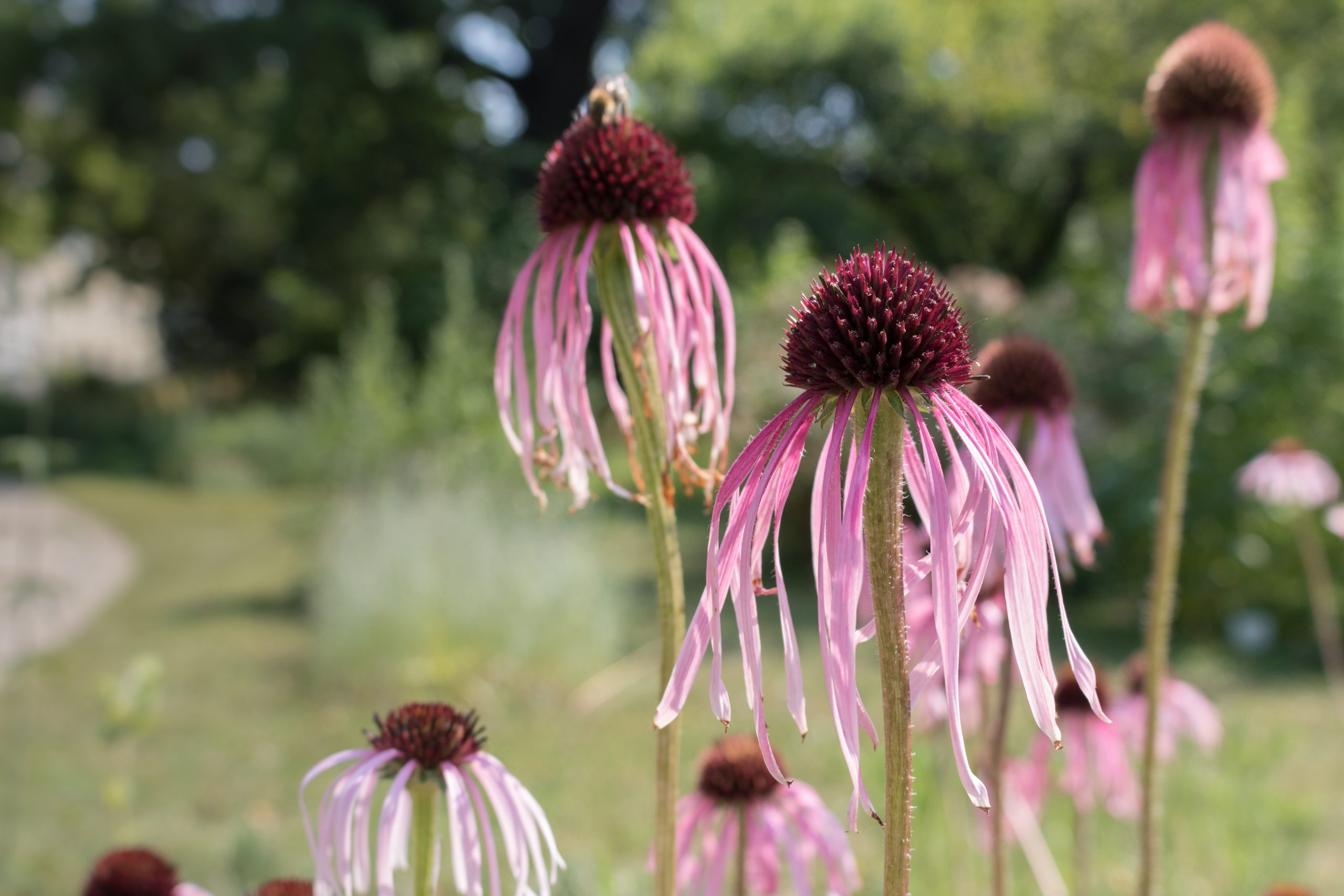 1626_echinacea_pallida_XS_002.jpeg