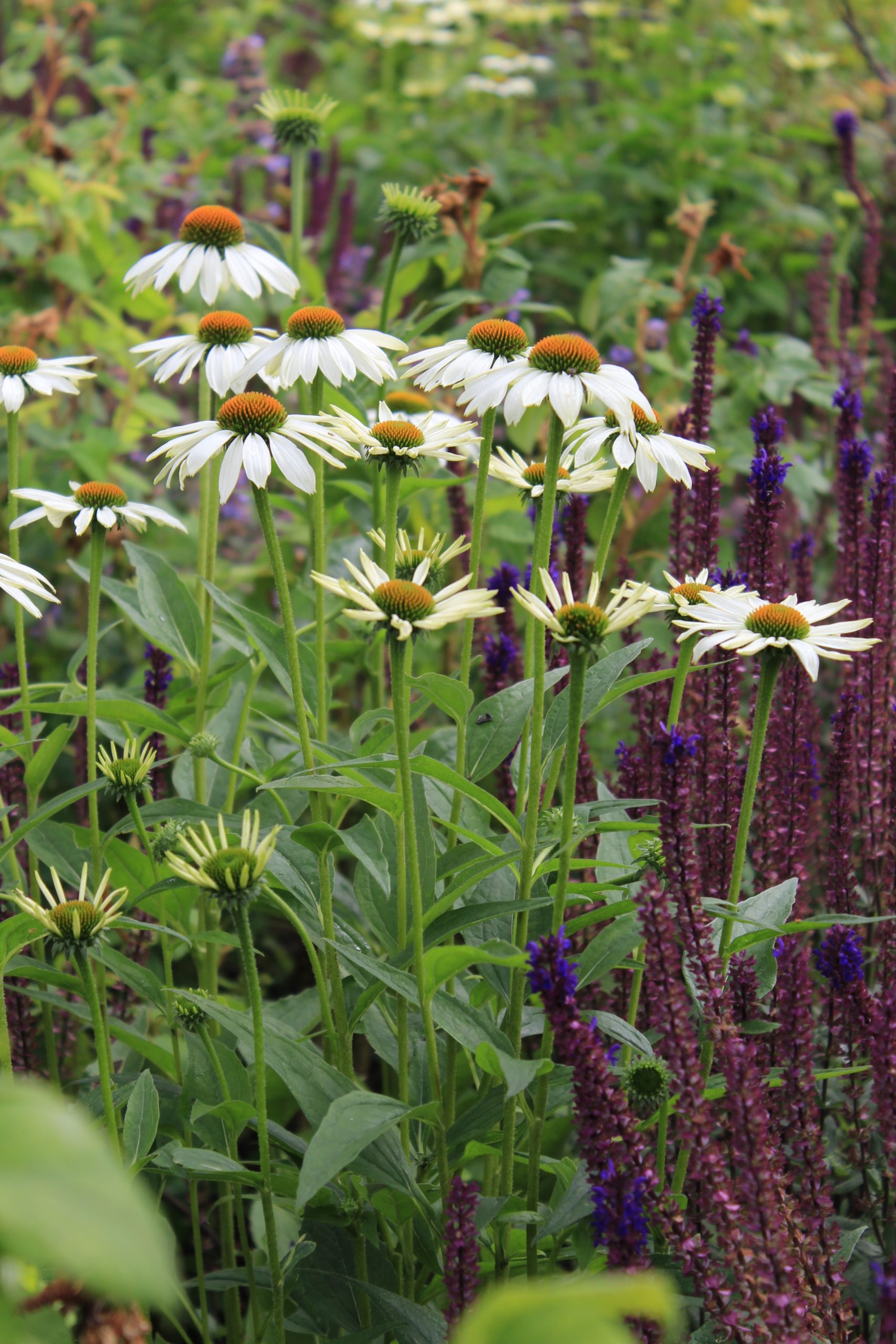 1633_echinacea_purpurea_alba_SS_001.jpeg