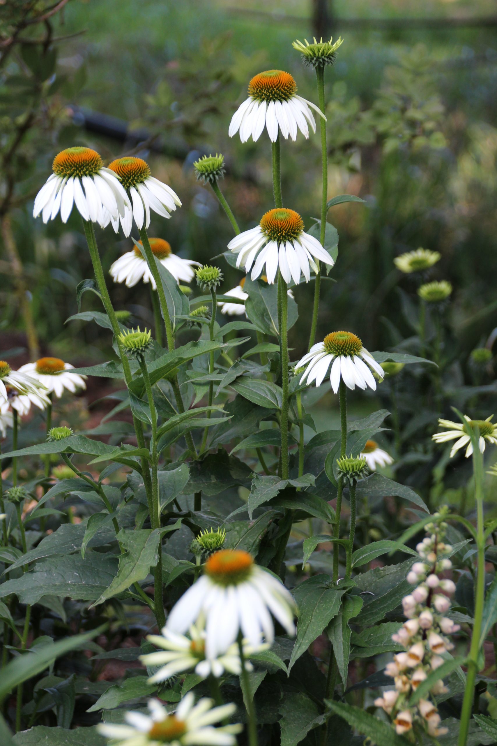 1634_echinacea_purpurea_alba_SS_002.jpeg