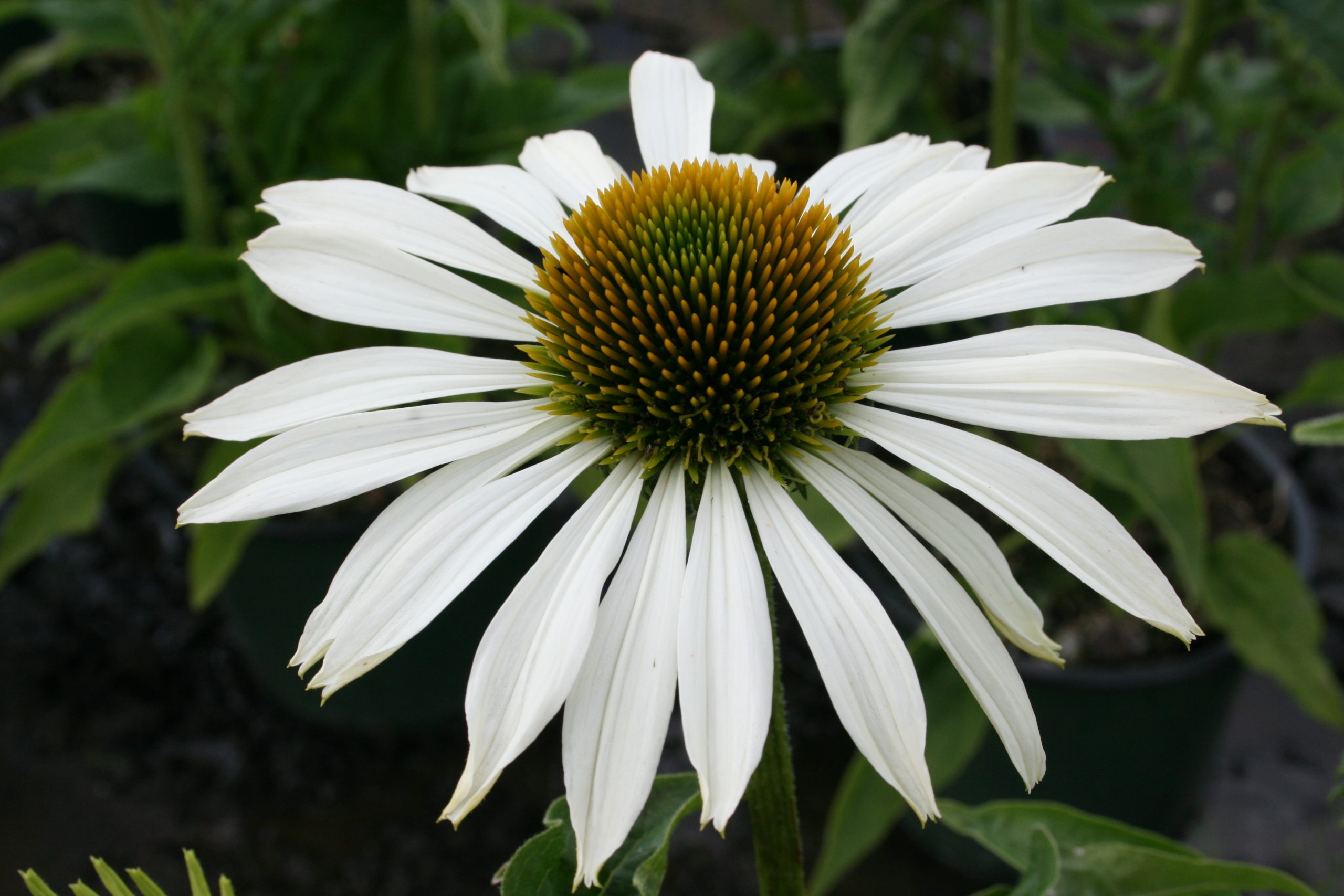 1636_echinacea_purpurea_baby_swan_white_SS_002.jpeg