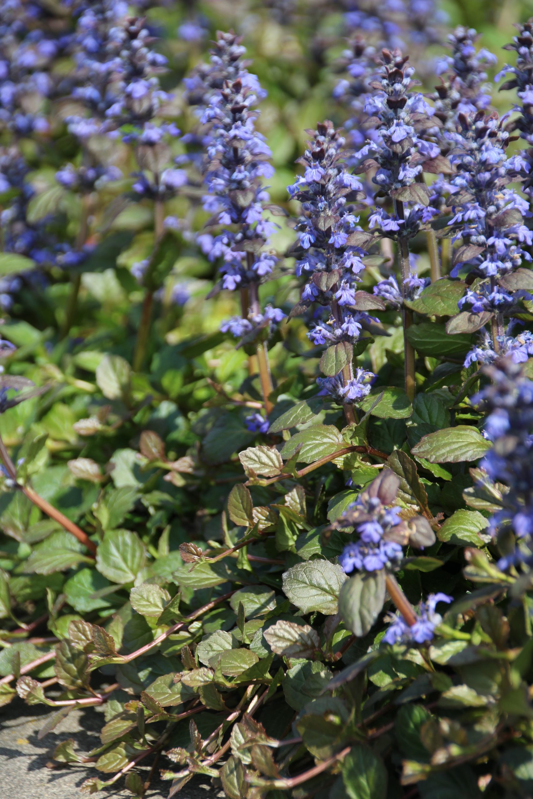 163_ajuga_reptans_braunherz_SS_002.jpeg