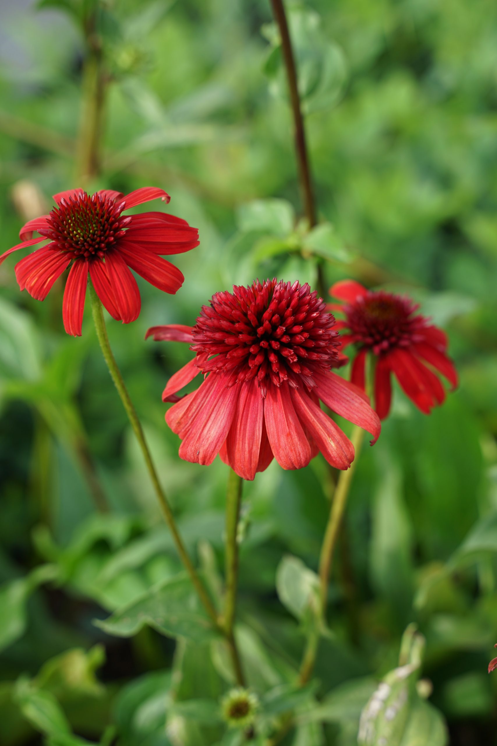 1640_echinacea_purpurea_eccentric_SS_001.jpeg