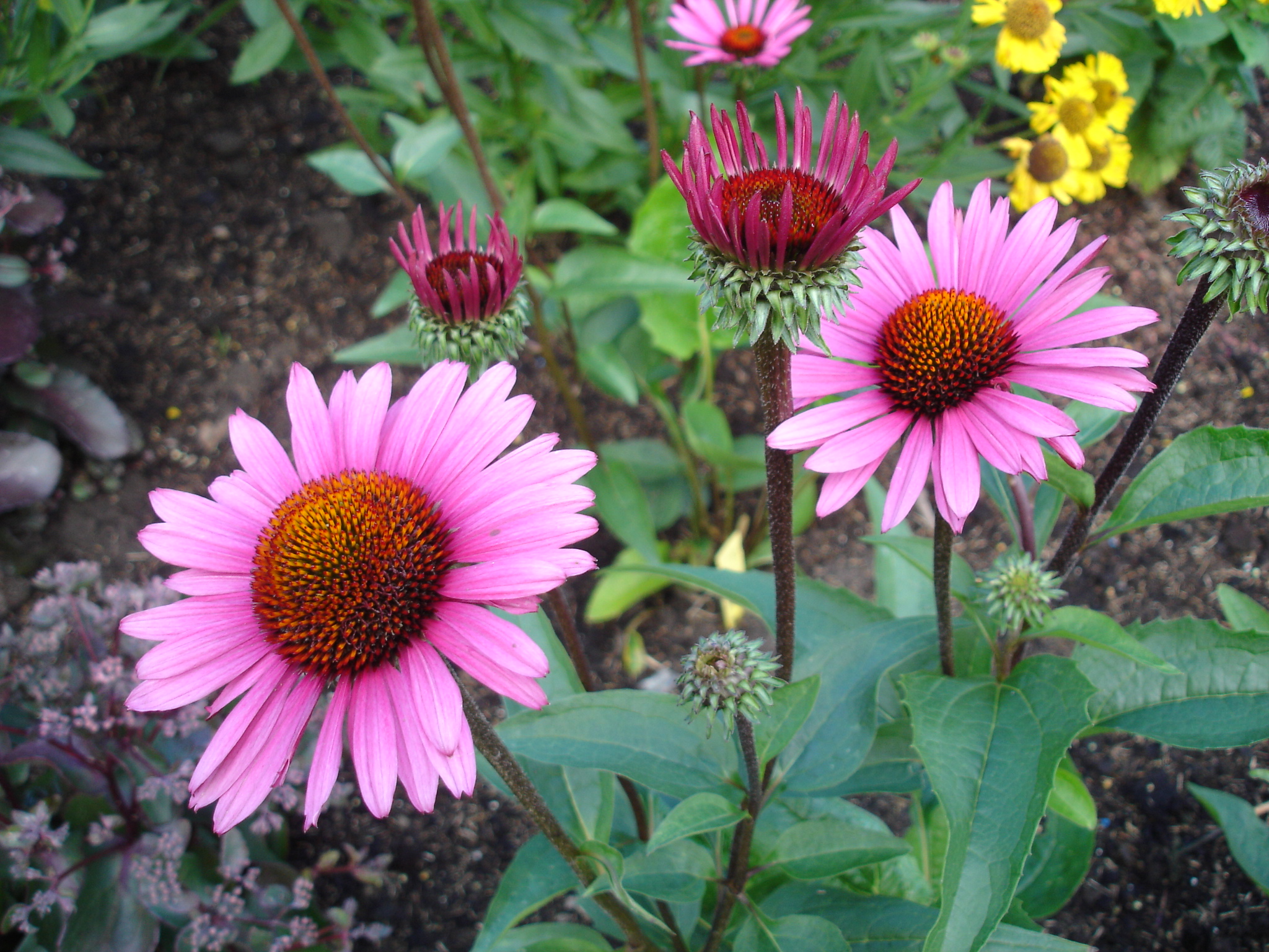 1643_echinacea_purpurea_fatal_attraction_SS_001.jpeg