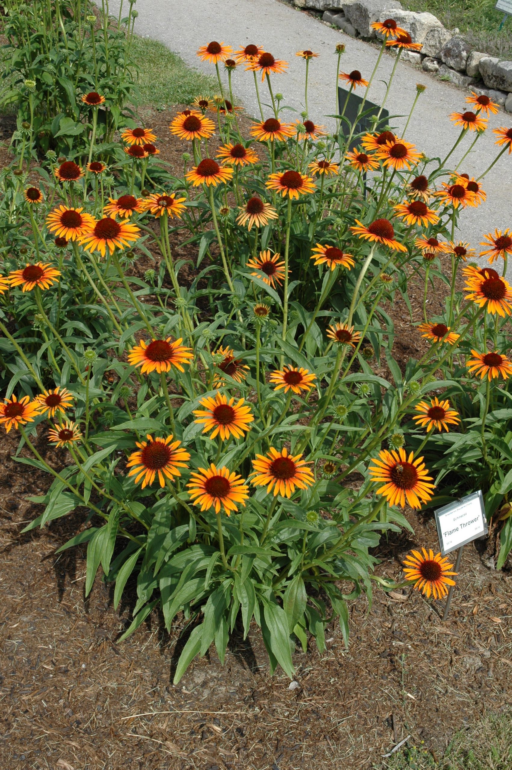 1646_echinacea_purpurea_flame_thrower_XS_003.jpeg